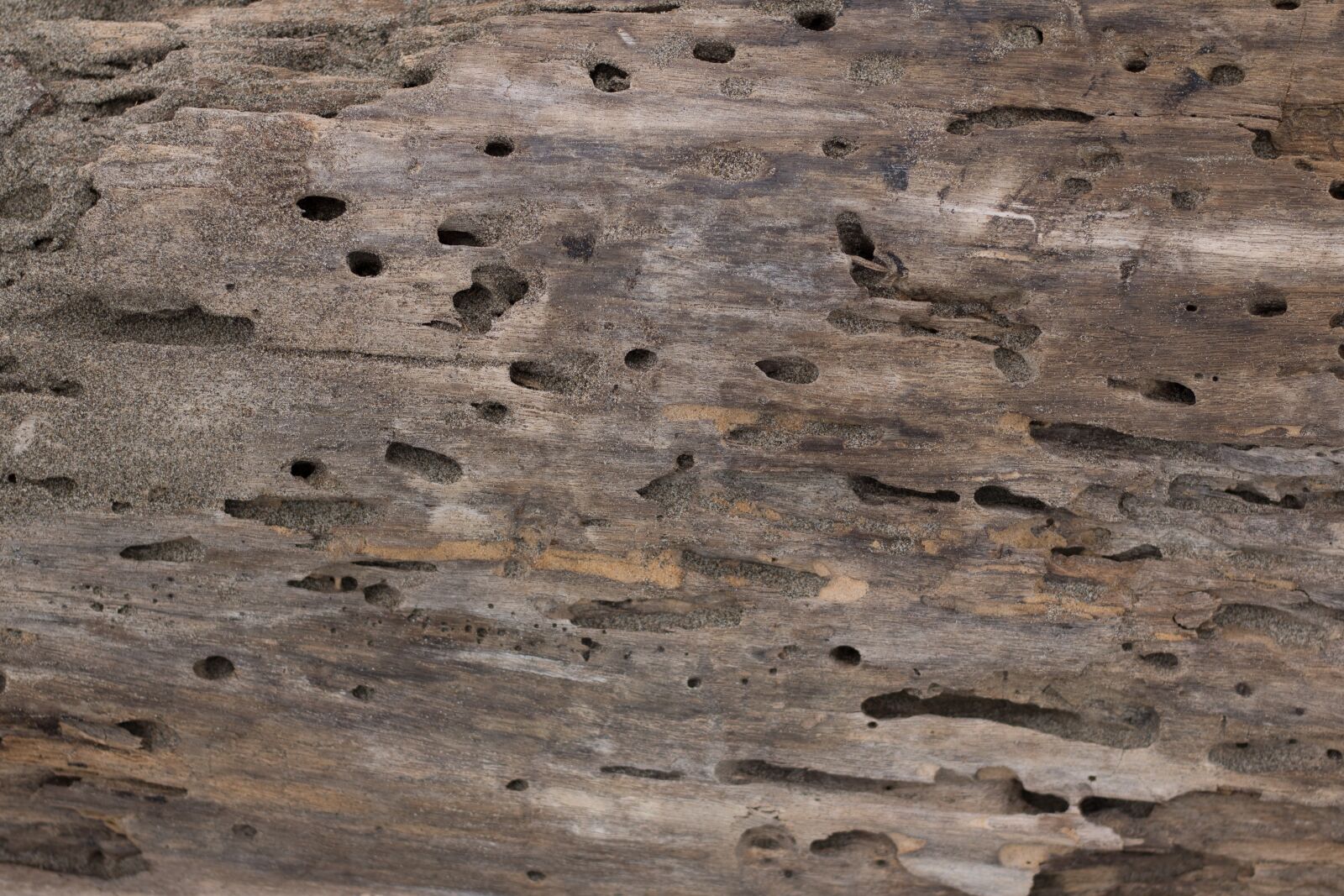 Canon EOS 750D (EOS Rebel T6i / EOS Kiss X8i) sample photo. Texture, wood, wood texture photography