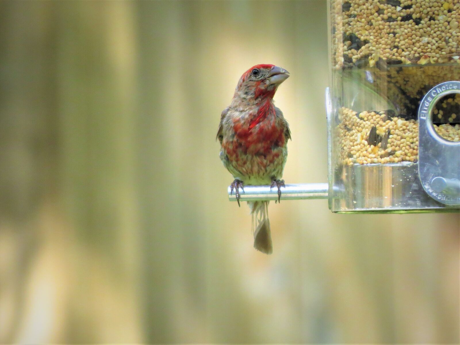 Canon PowerShot SX50 HS sample photo. Bird, young, colorful photography