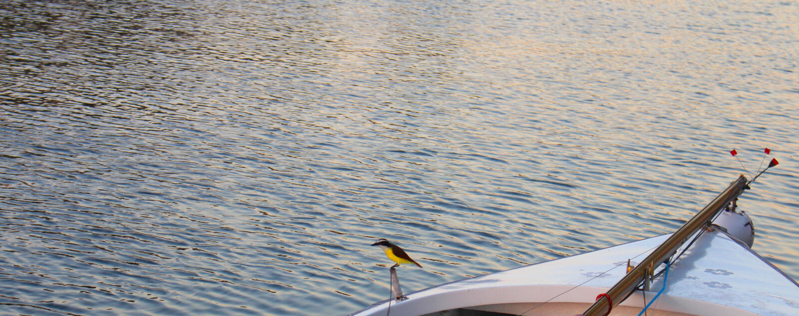 Canon EF-S 18-55mm F3.5-5.6 IS STM sample photo. Bird, boat, ocean, sea photography