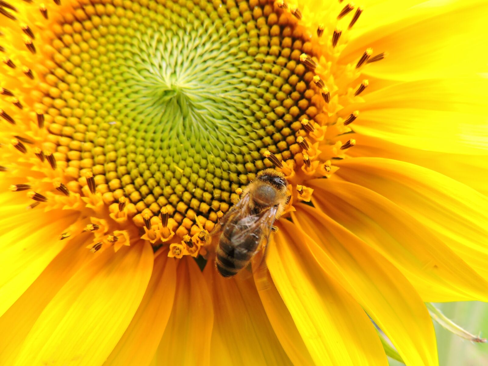 Nikon Coolpix P530 sample photo. Sunflower, bee, yellow photography