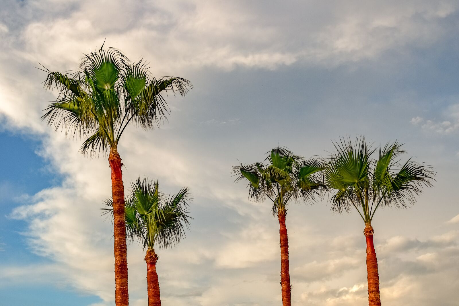 Nikon D3300 sample photo. Palm, trees, tropical photography