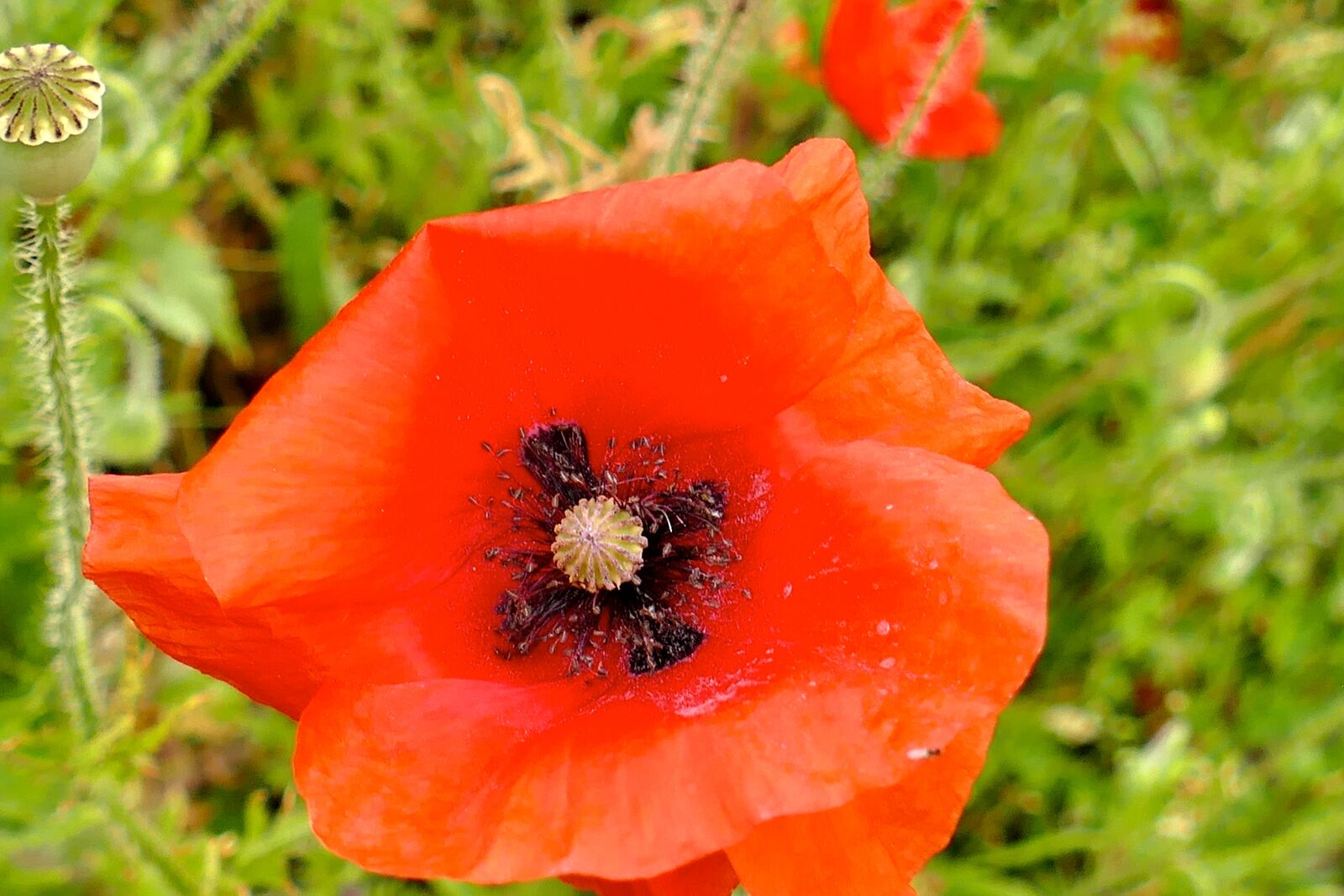 Panasonic Lumix DMC-FZ1000 sample photo. Poppy, close up, red photography