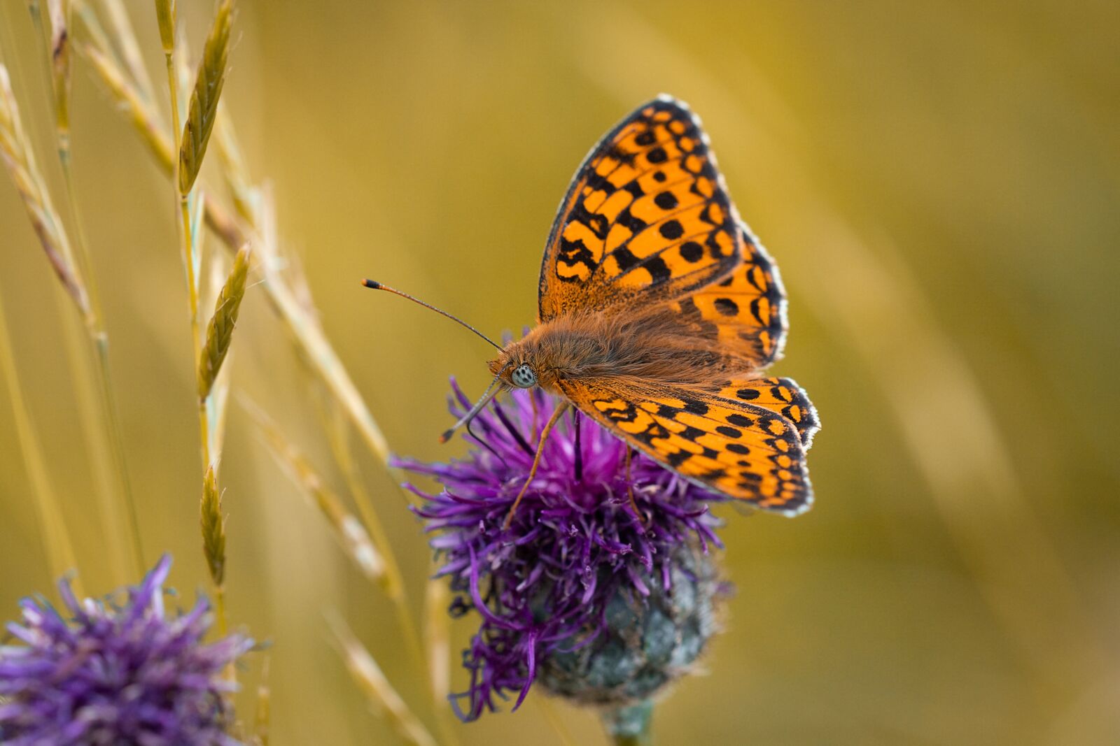 Nikon D7100 sample photo. Butterfly, fritillary, edelfalter photography