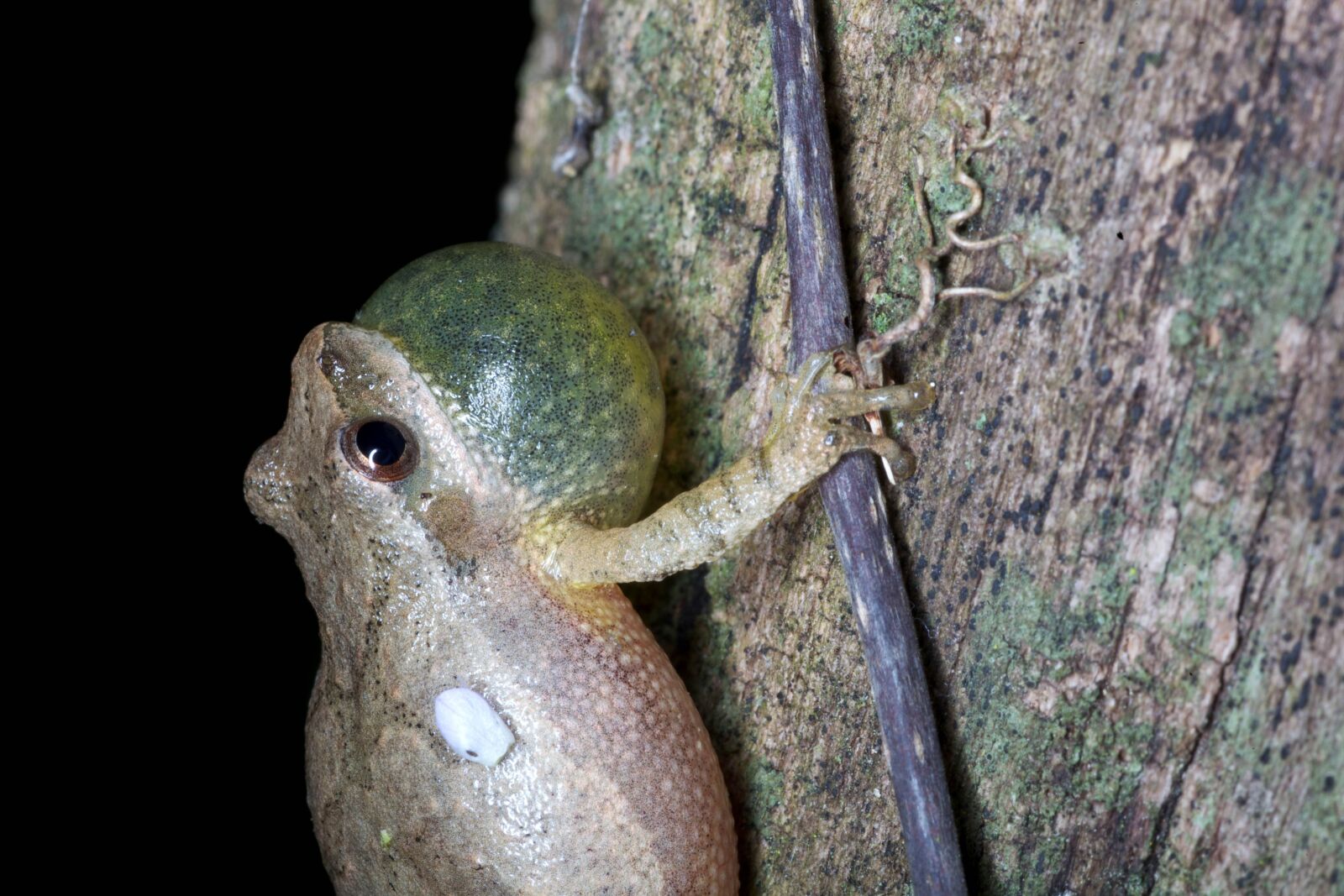 Canon EOS 5D Mark II sample photo. Tiny, frog, amphibian photography