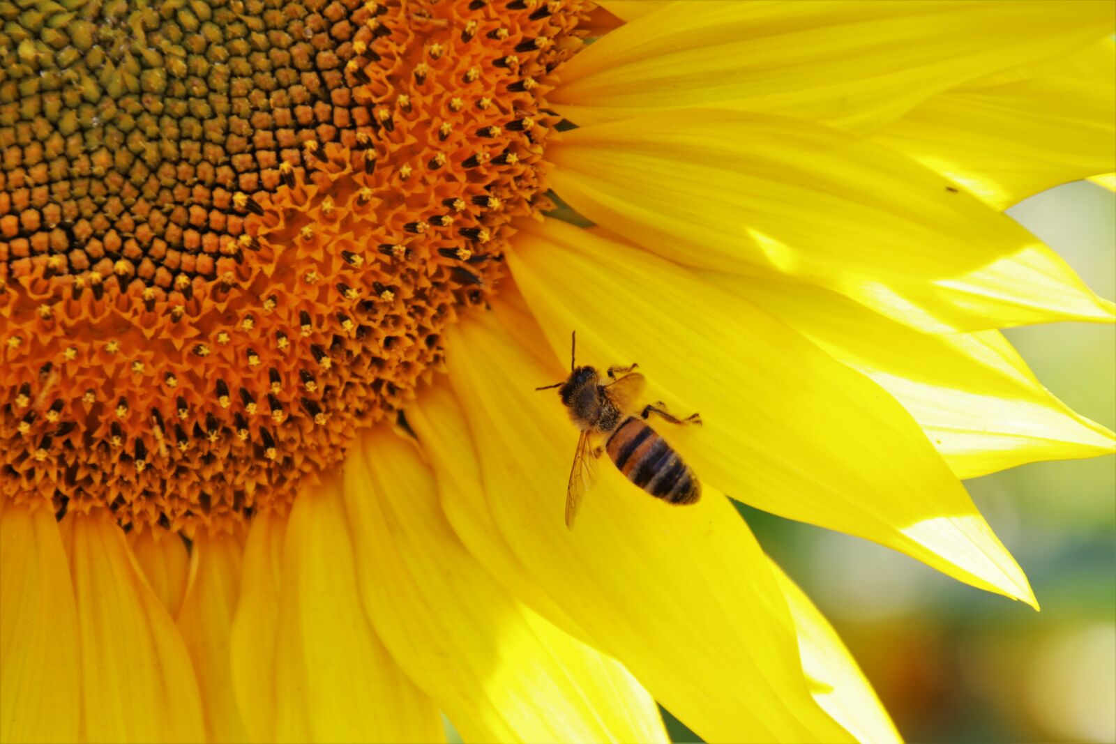 Canon EOS 80D sample photo. Sunflowers, bees, yellow photography