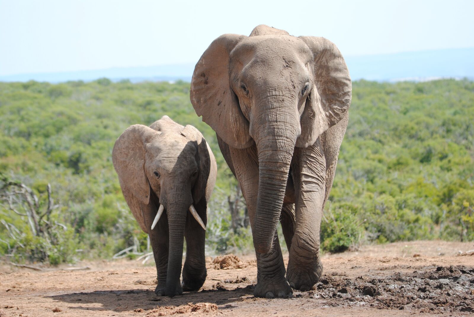 Nikon D3000 sample photo. Elephant, family, wild photography
