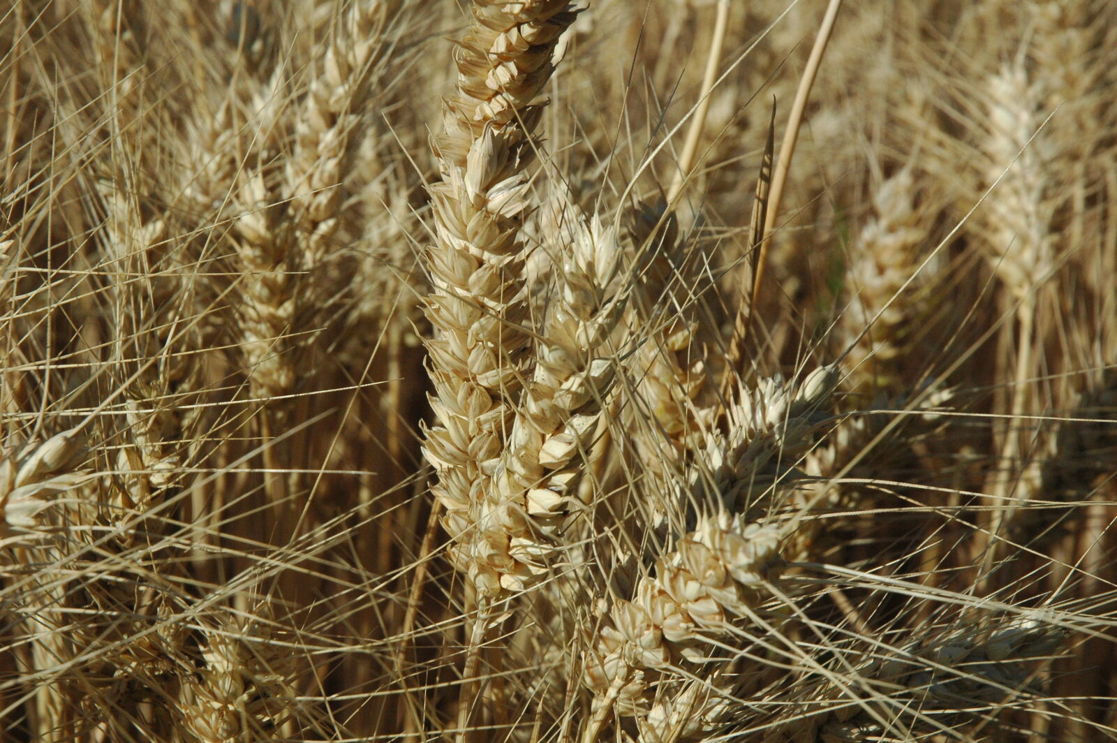 Nikon D70s sample photo. Ear, wheat photography