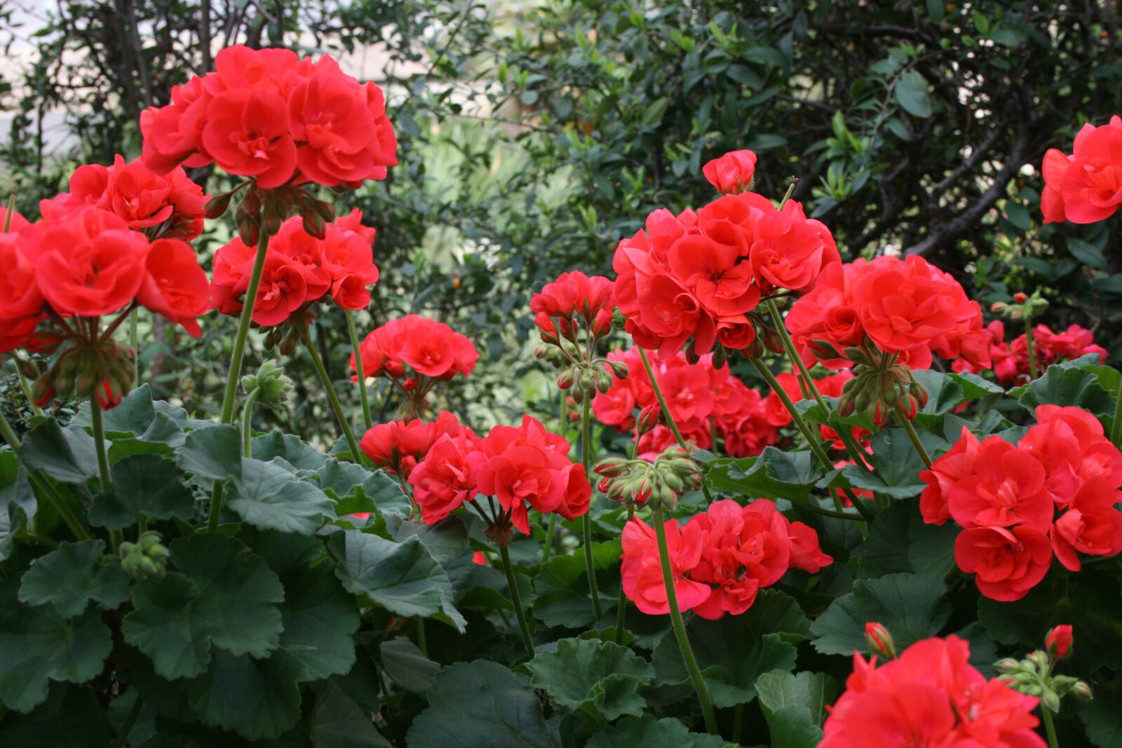 Canon EOS 400D (EOS Digital Rebel XTi / EOS Kiss Digital X) sample photo. Geranium, flowers, red photography
