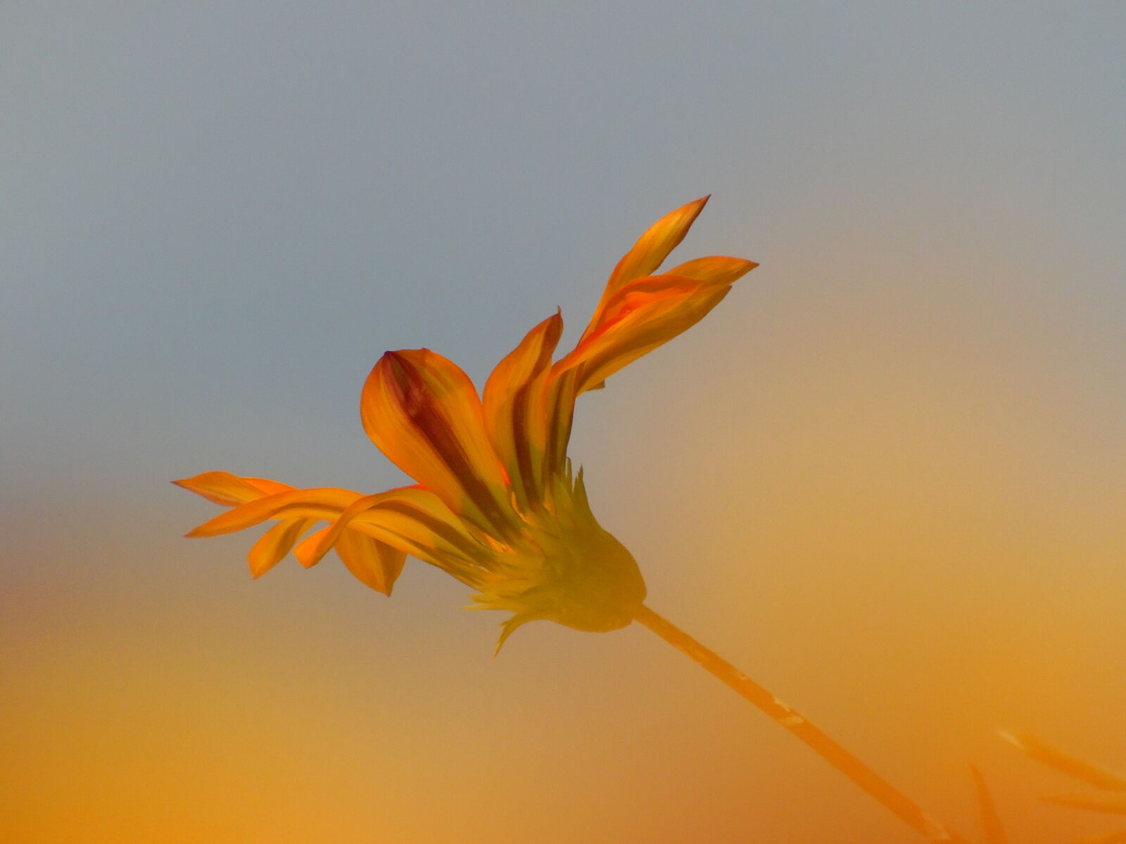 Samsung WB1100F/WB1101F/WB1102F sample photo