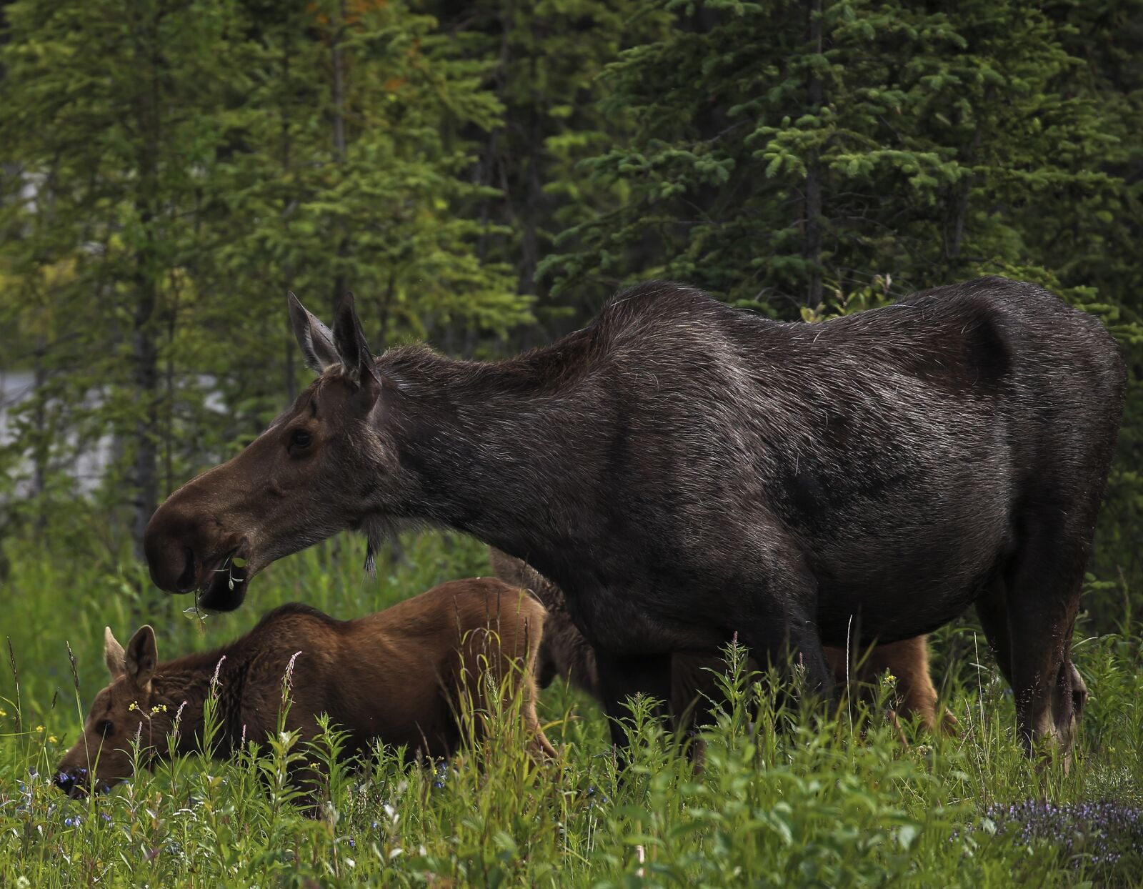 Canon EOS 6D + Canon EF 100-400mm F4.5-5.6L IS II USM sample photo. Moose, cow, calf photography