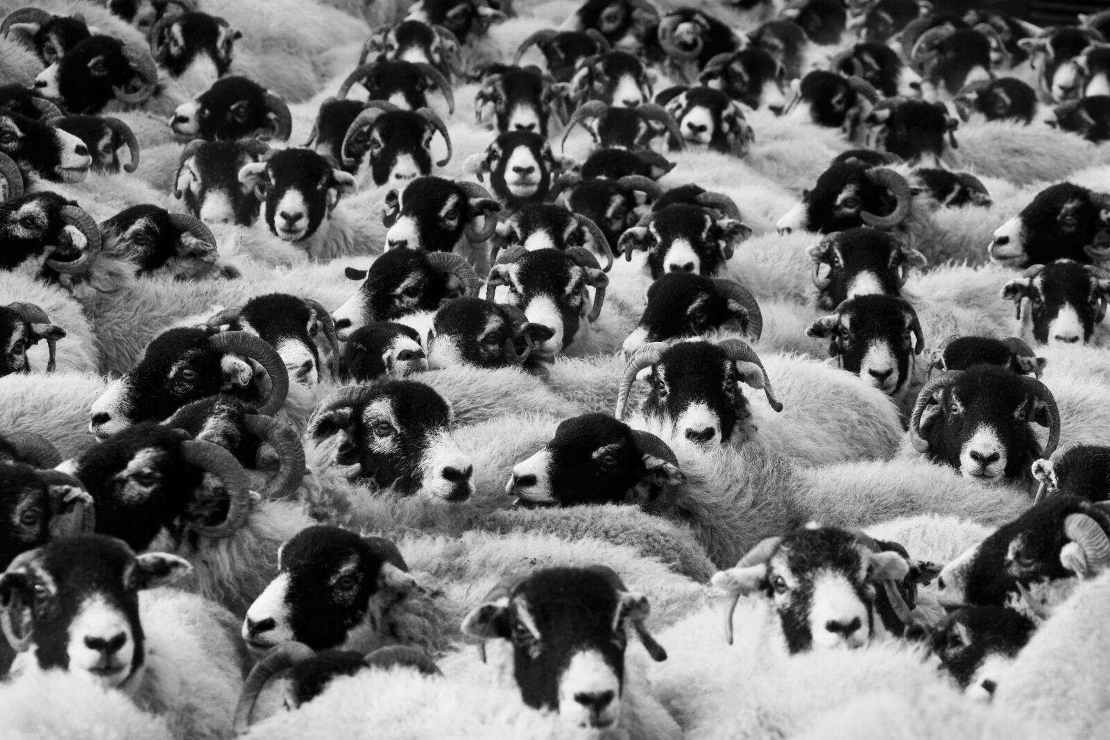 Canon EOS 5D Mark II sample photo. Countryside, agriculture, farm, crowd photography
