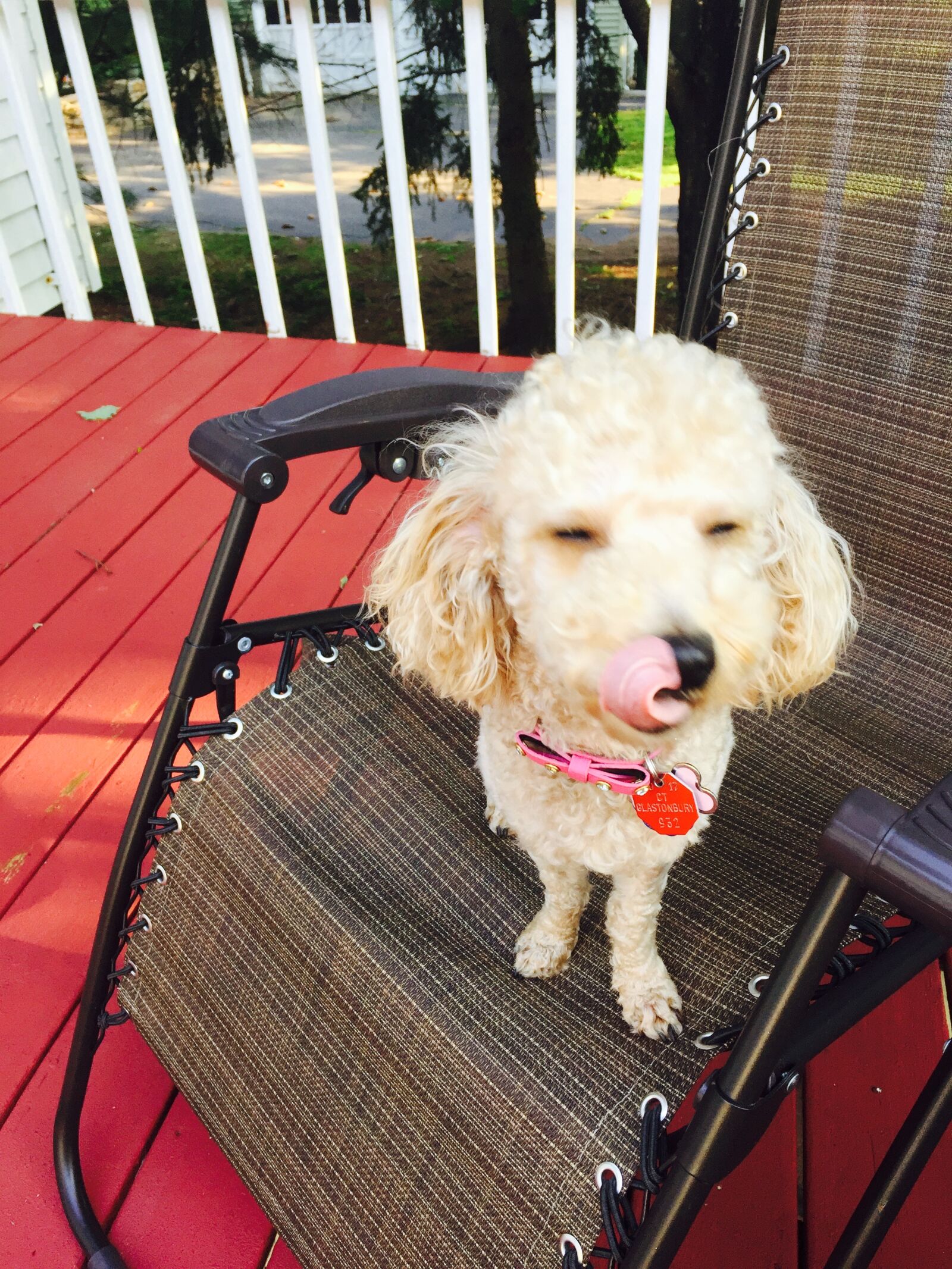 iPhone 6 Plus back camera 4.15mm f/2.2 sample photo. Cute, dogs, puppy, toy photography