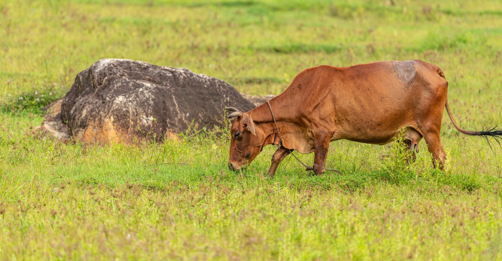 Nikon D850 sample photo. Cow, pasture, brown photography