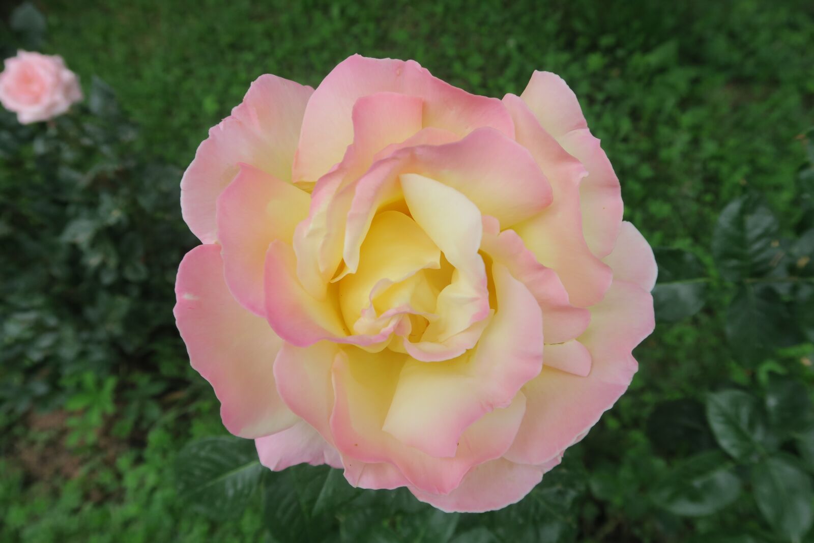Canon PowerShot G7 X sample photo. Rose, spring, plant photography