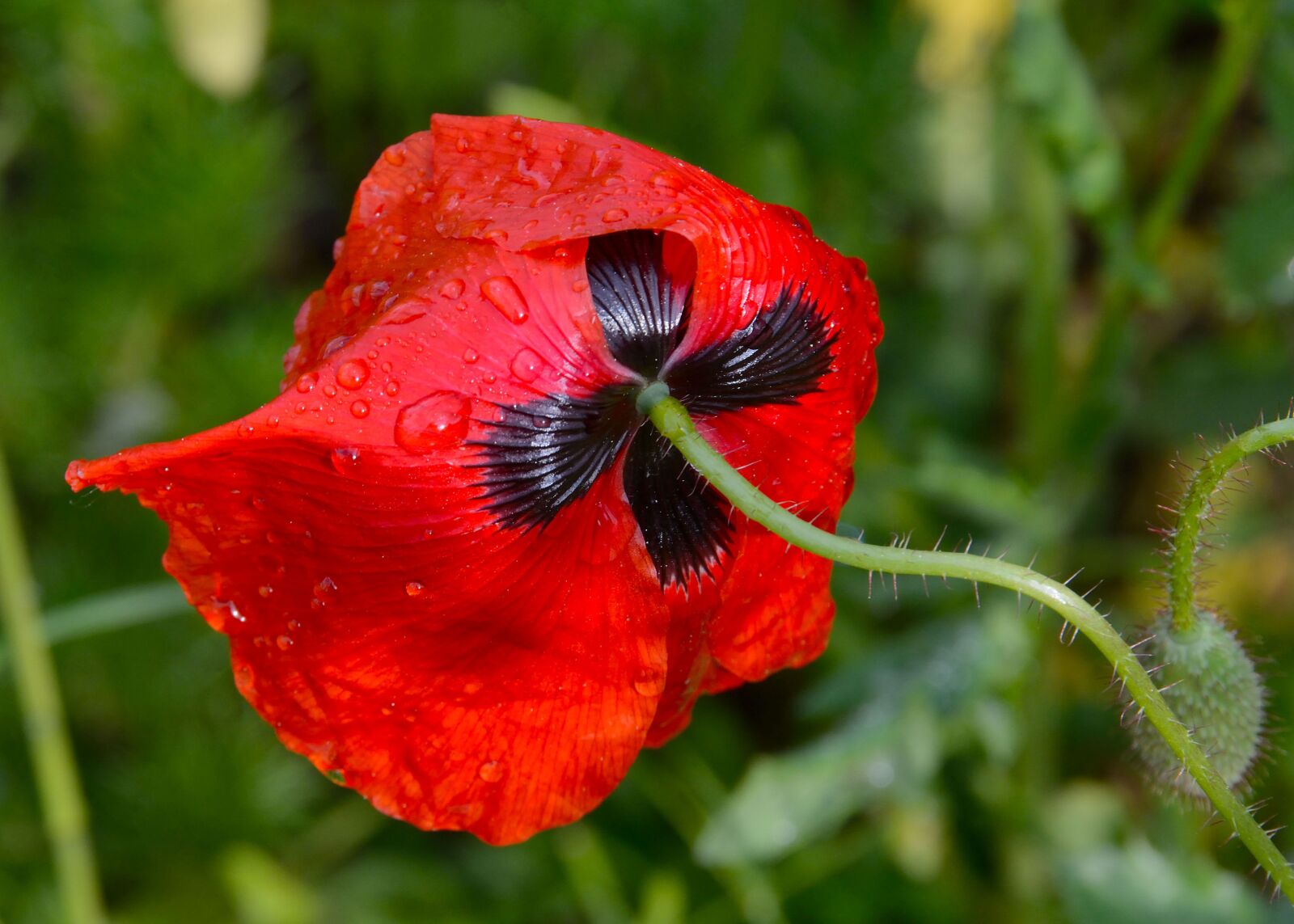 Nikon D7100 sample photo. Flower, nature, plant photography
