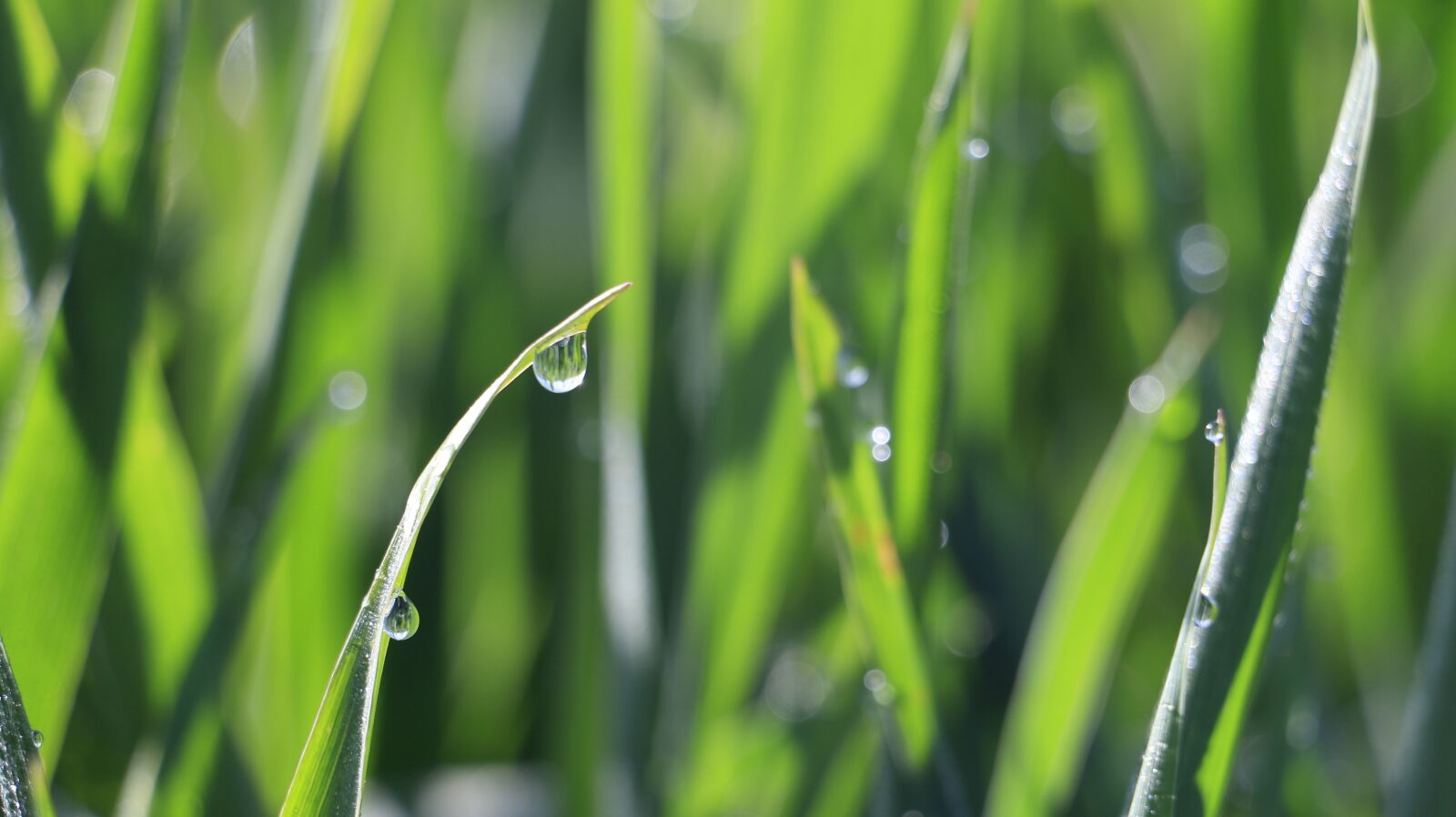 Canon EOS 70D sample photo. Grass, blue sky, hillside photography