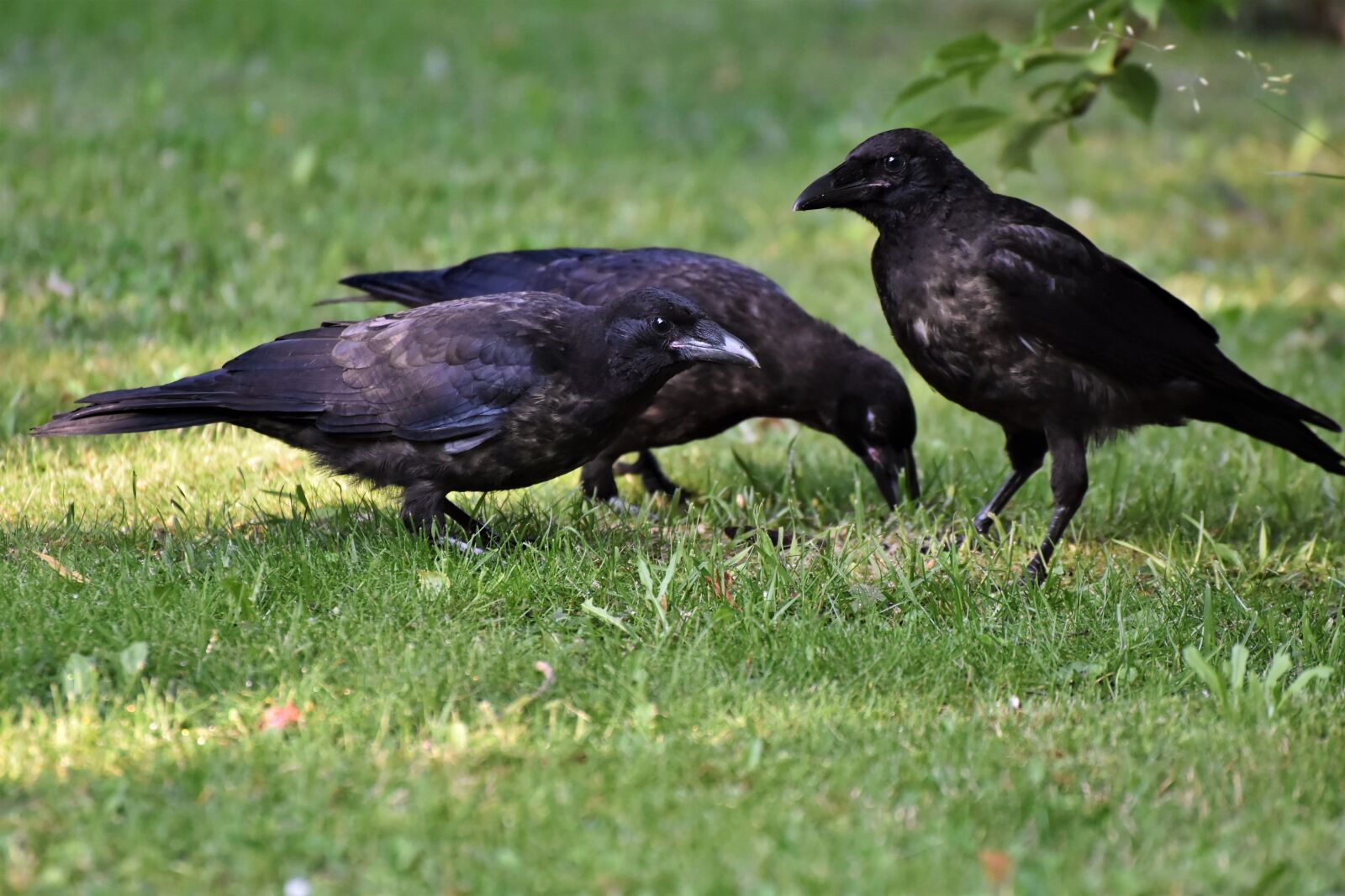 Nikon D7200 sample photo. Raven, crow, raven bird photography