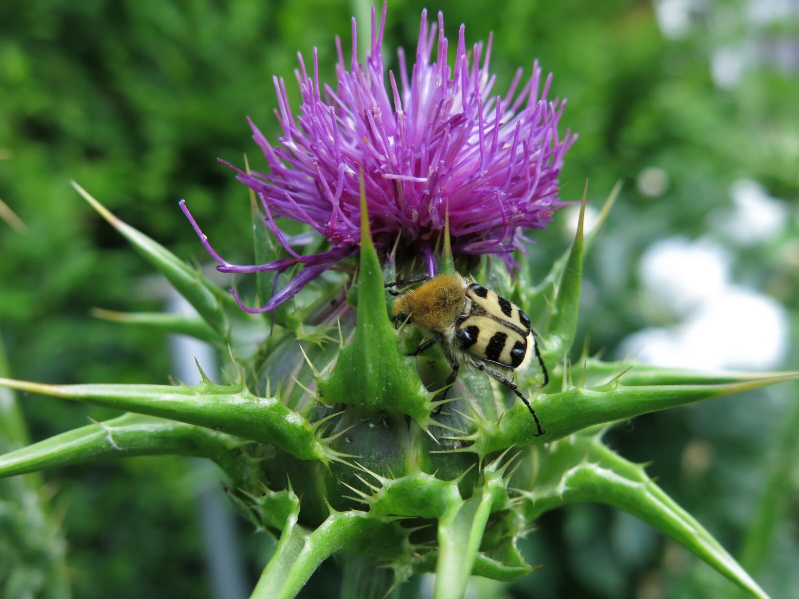 Canon PowerShot G15 sample photo. Banded brush beetle, trichius photography