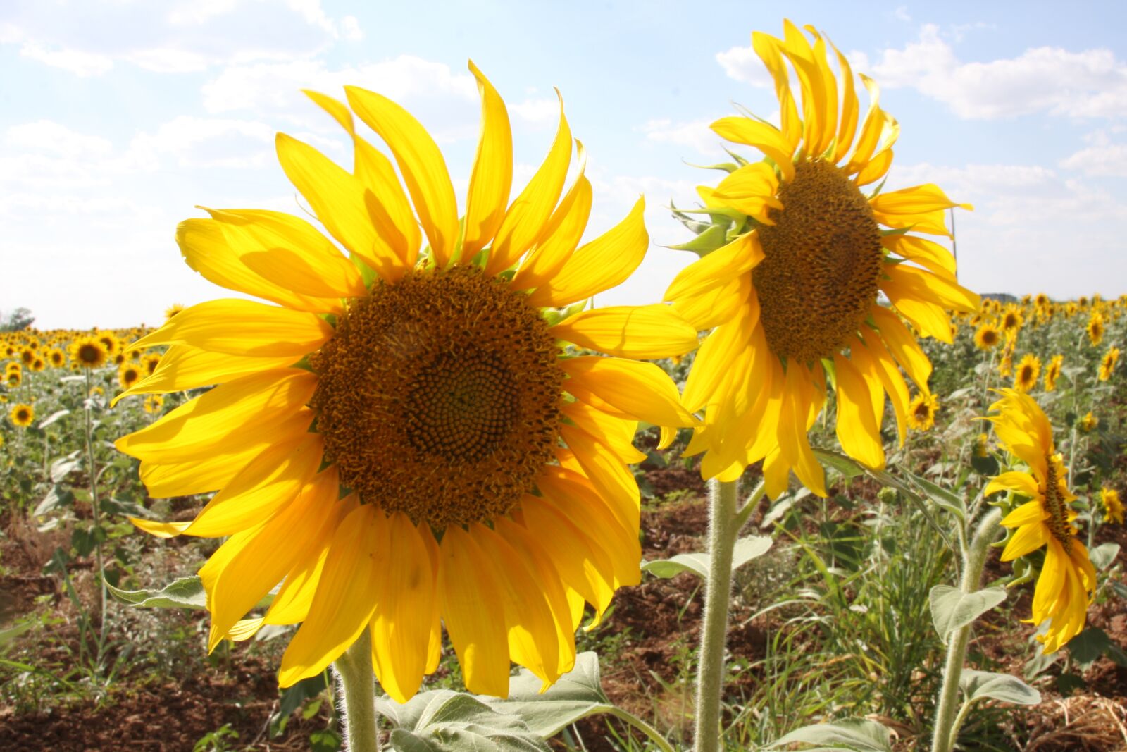Canon EOS 40D sample photo. Sunflowers, field, outside photography
