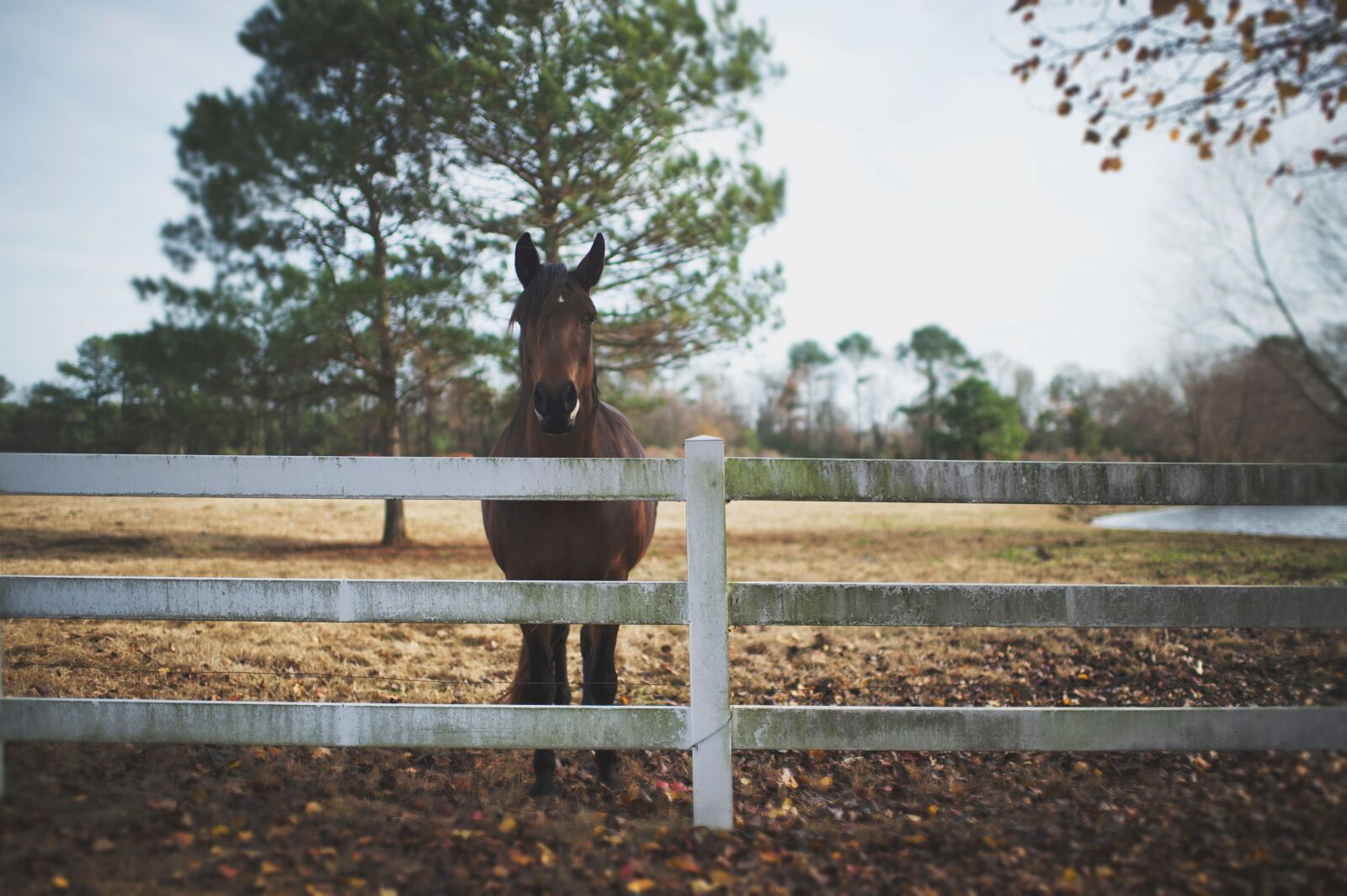 Nikon D4 sample photo. Animals, horse, mane photography