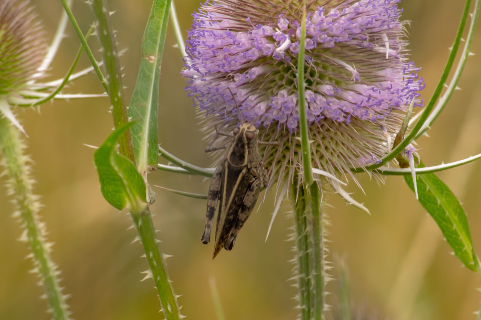 Nikon D3300 sample photo. Insect, grasshoppers, jumping insects photography