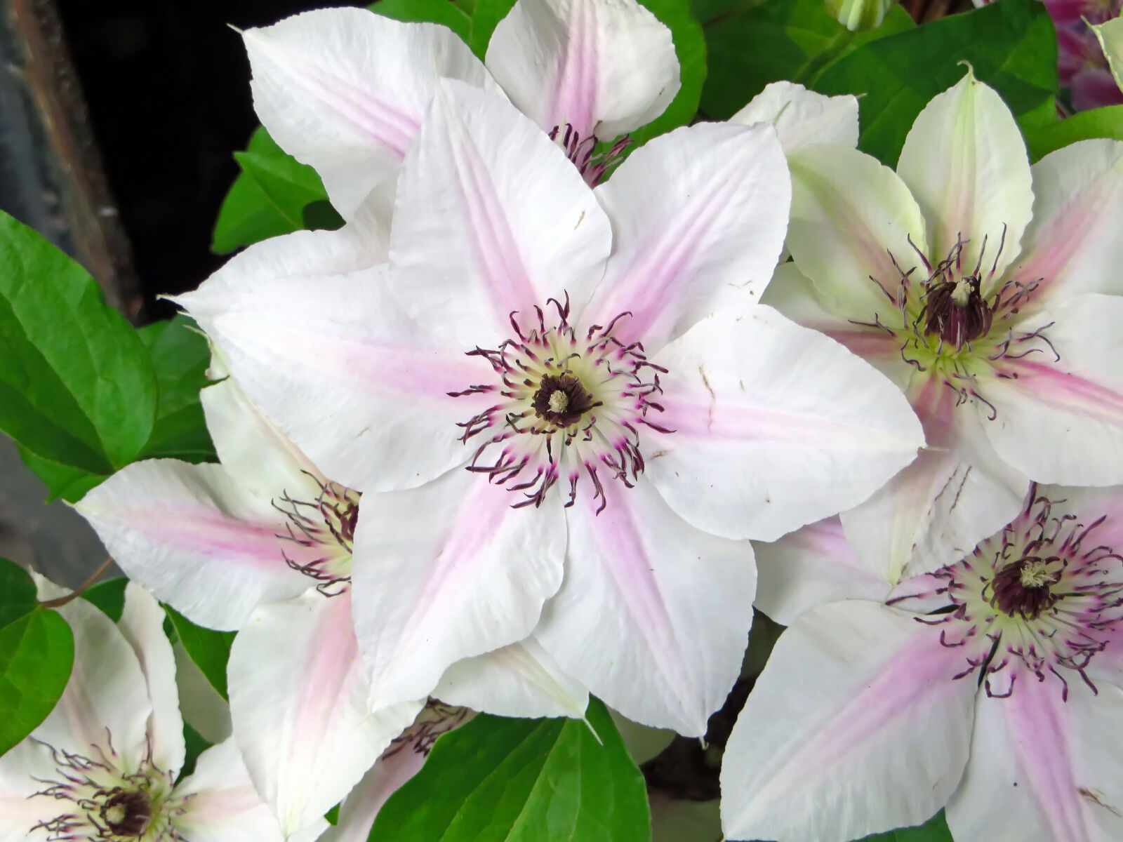 Canon PowerShot SX270 HS sample photo. Clematis, renonculac e, white photography