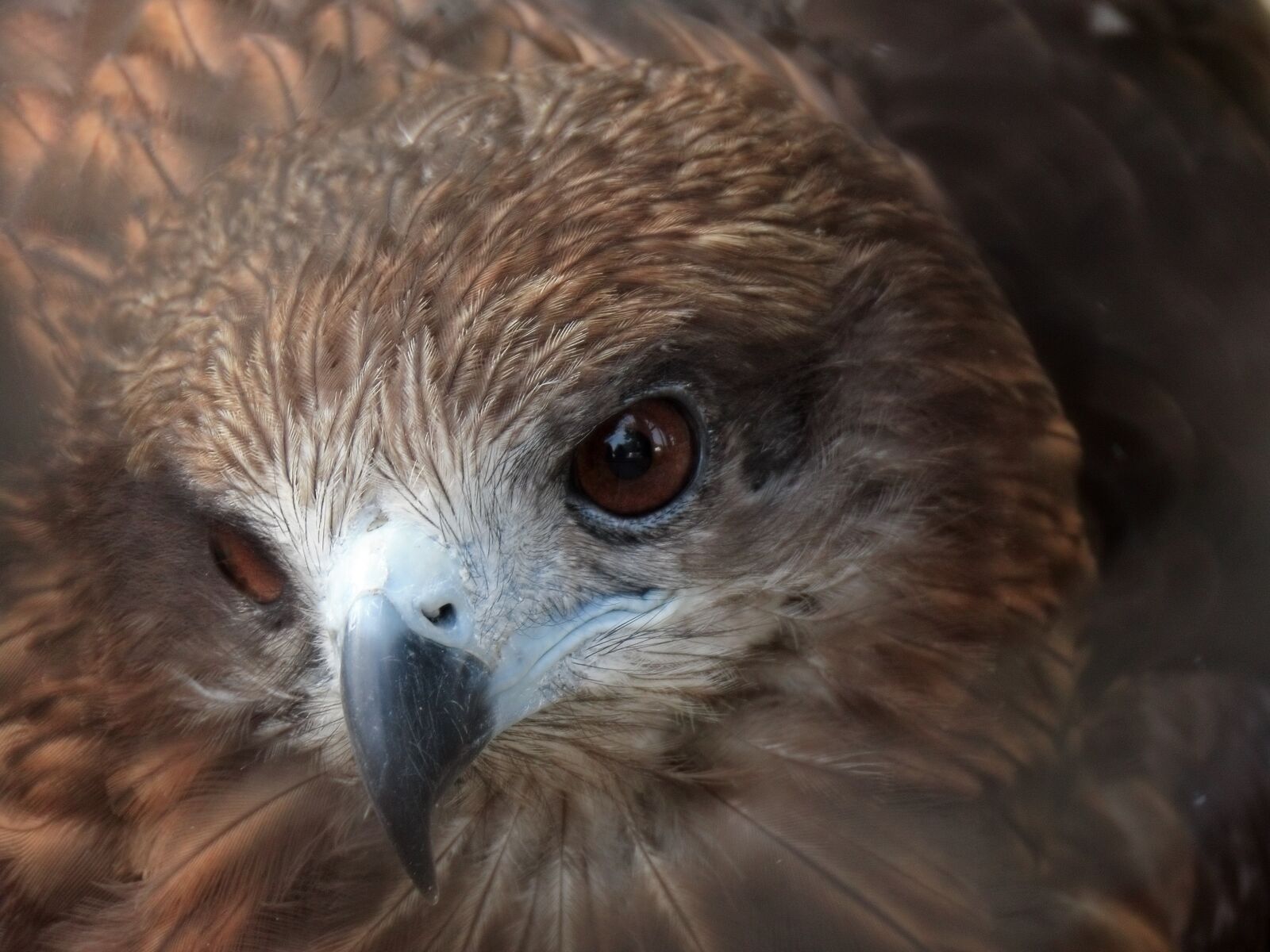 Canon PowerShot SX70 HS sample photo. Animal, bird, wild birds photography