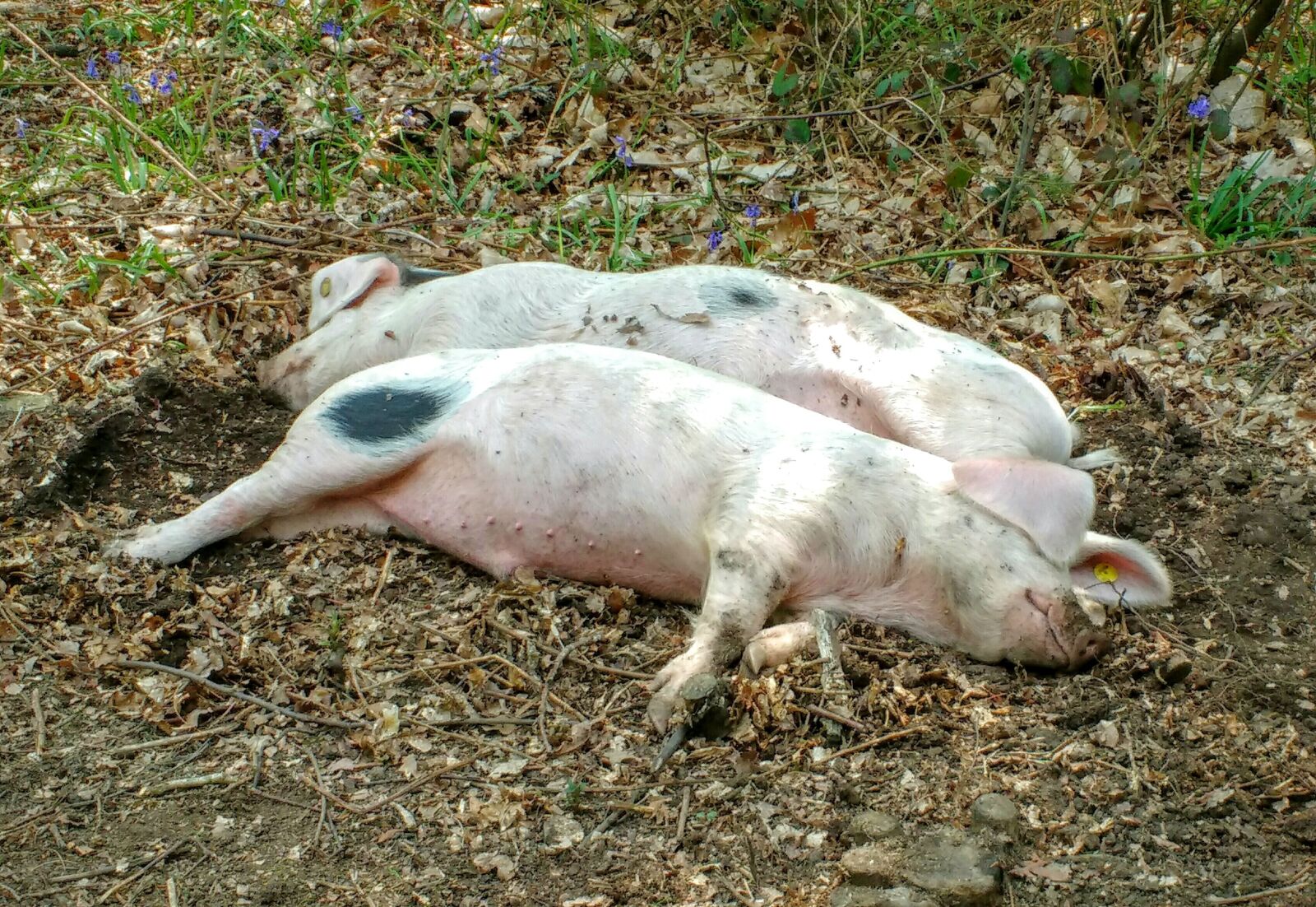 Motorola MotoG3 sample photo. Pigs, two, pair photography