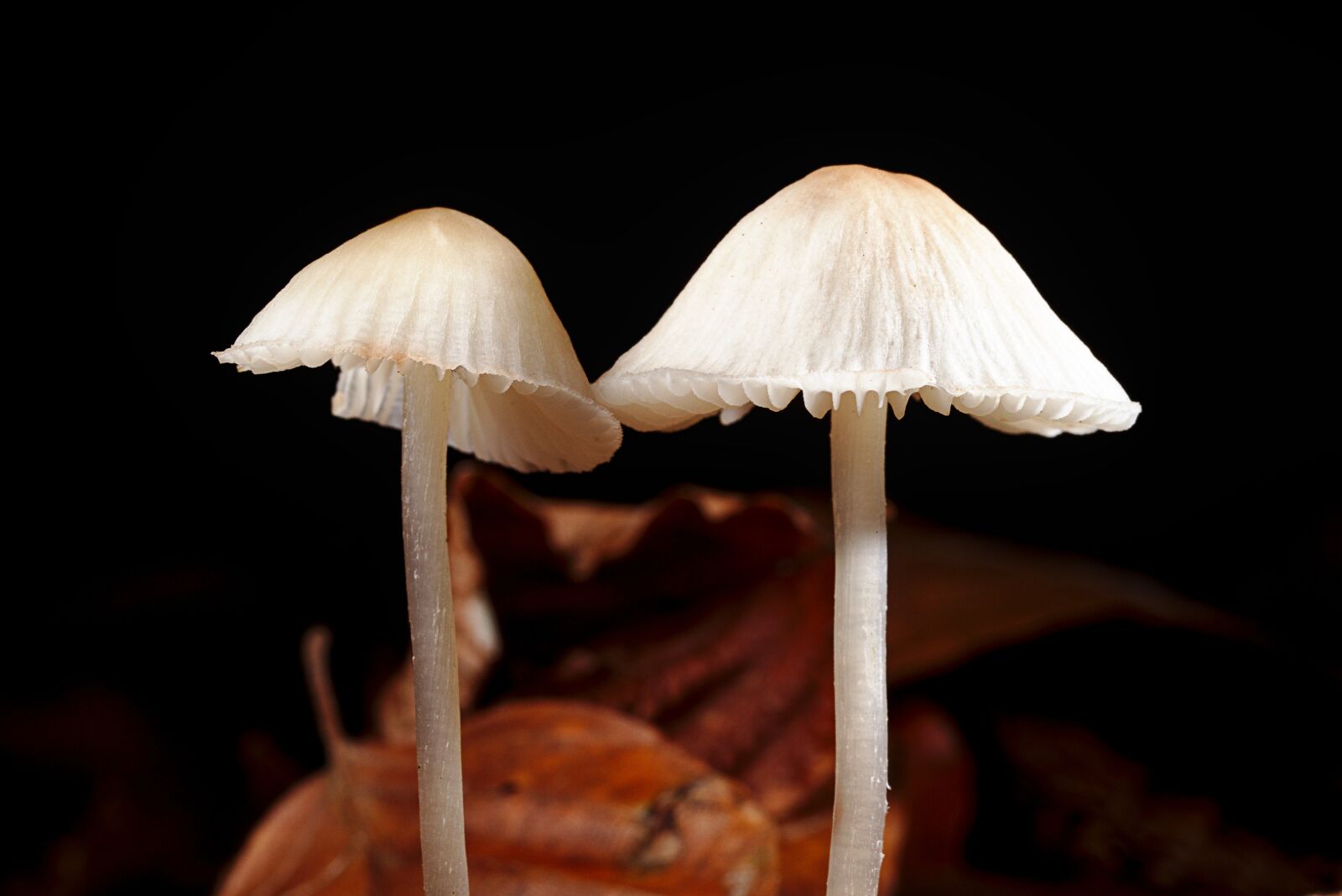 Canon EOS M5 sample photo. Mushroom, autumn, close up photography