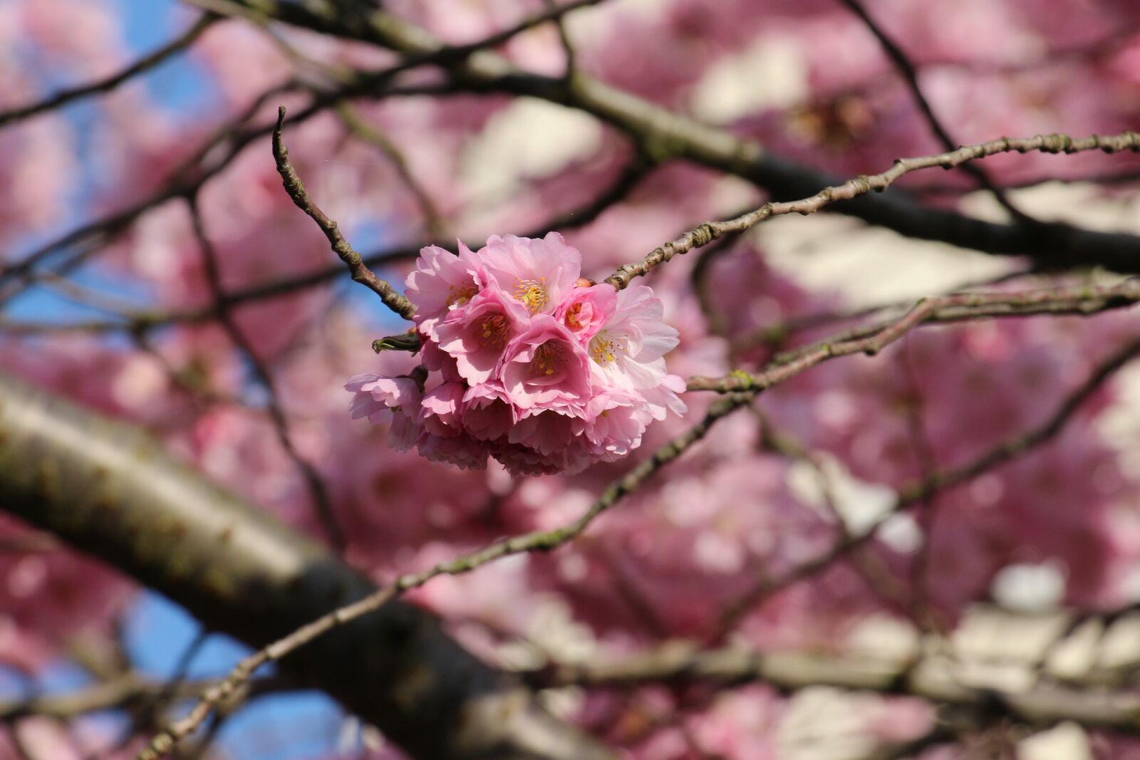 Canon EOS 700D (EOS Rebel T5i / EOS Kiss X7i) sample photo. Cherry, nature, spring photography