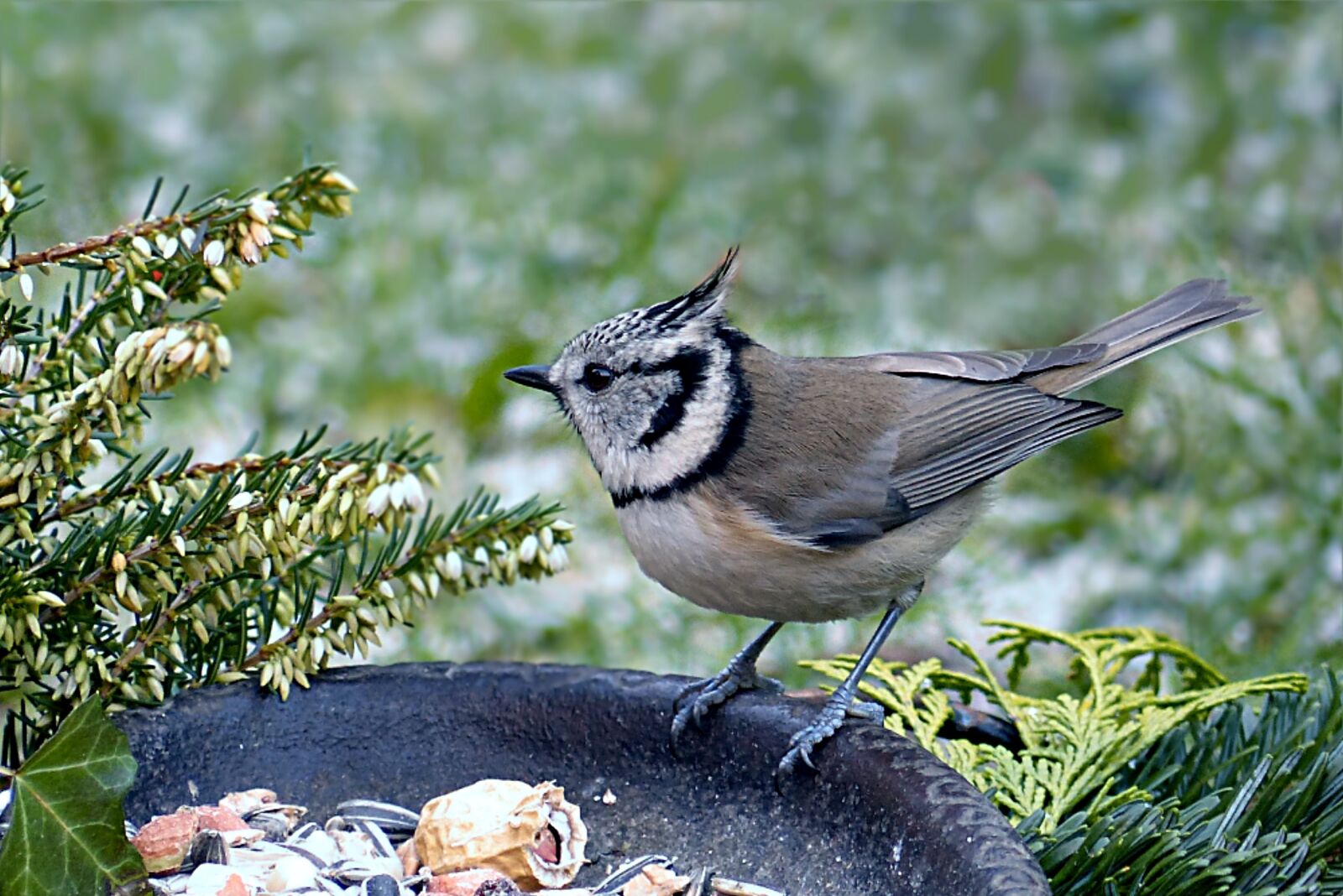 Panasonic Lumix DMC-FZ200 sample photo. Bird, tit, crested tit photography