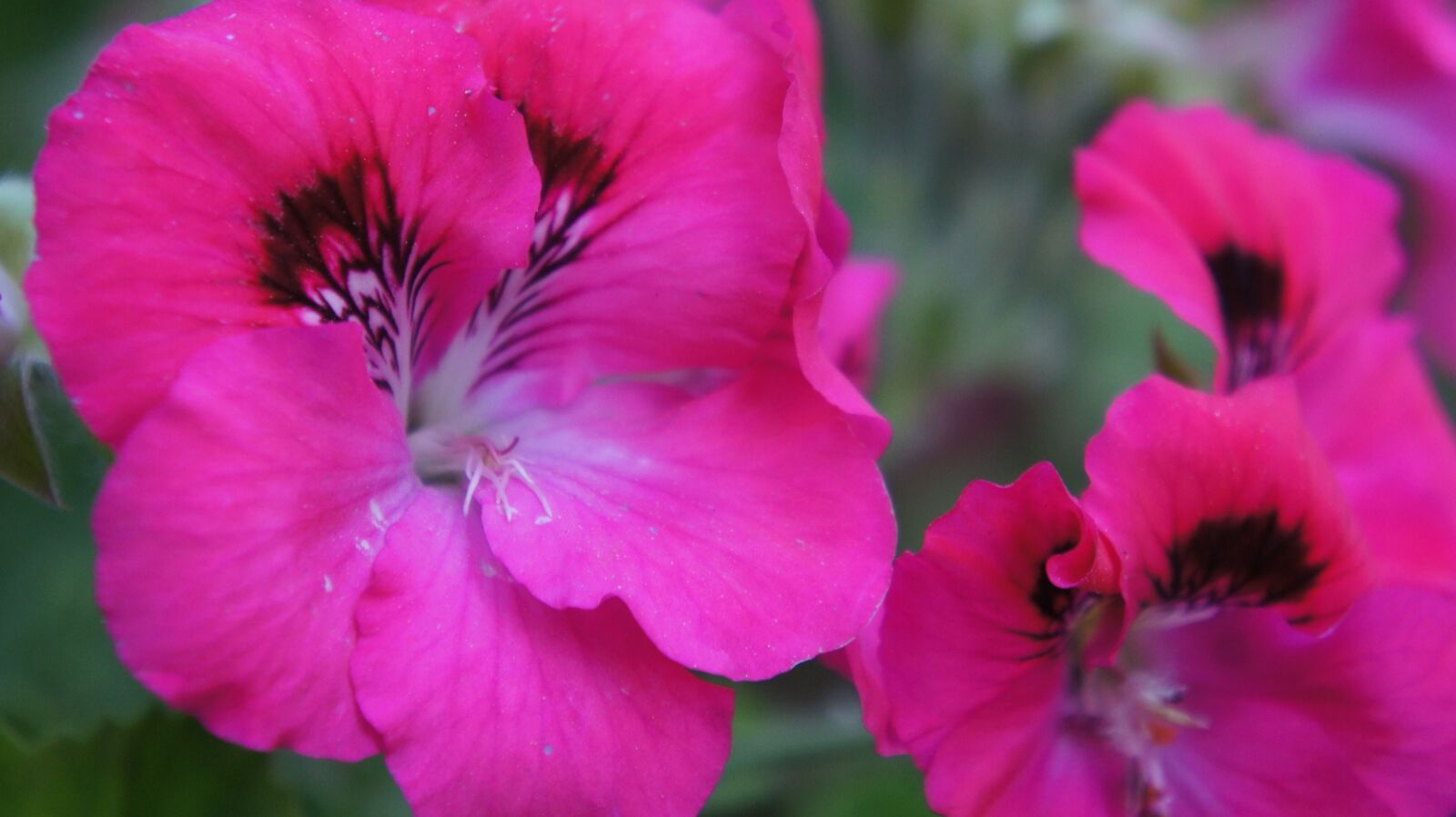 Sony Alpha NEX-5 sample photo. Flowers, spring, macro photography