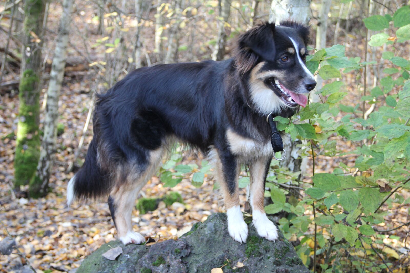Canon EOS 1200D (EOS Rebel T5 / EOS Kiss X70 / EOS Hi) sample photo. Australia shepherd, stone, dog photography