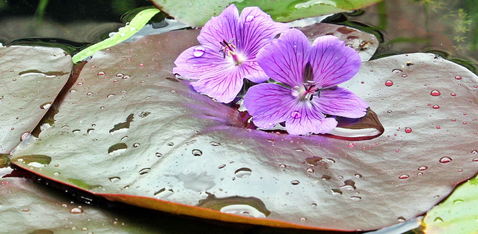 Canon EOS 550D (EOS Rebel T2i / EOS Kiss X4) sample photo. Water lilies, nuphar, lily photography