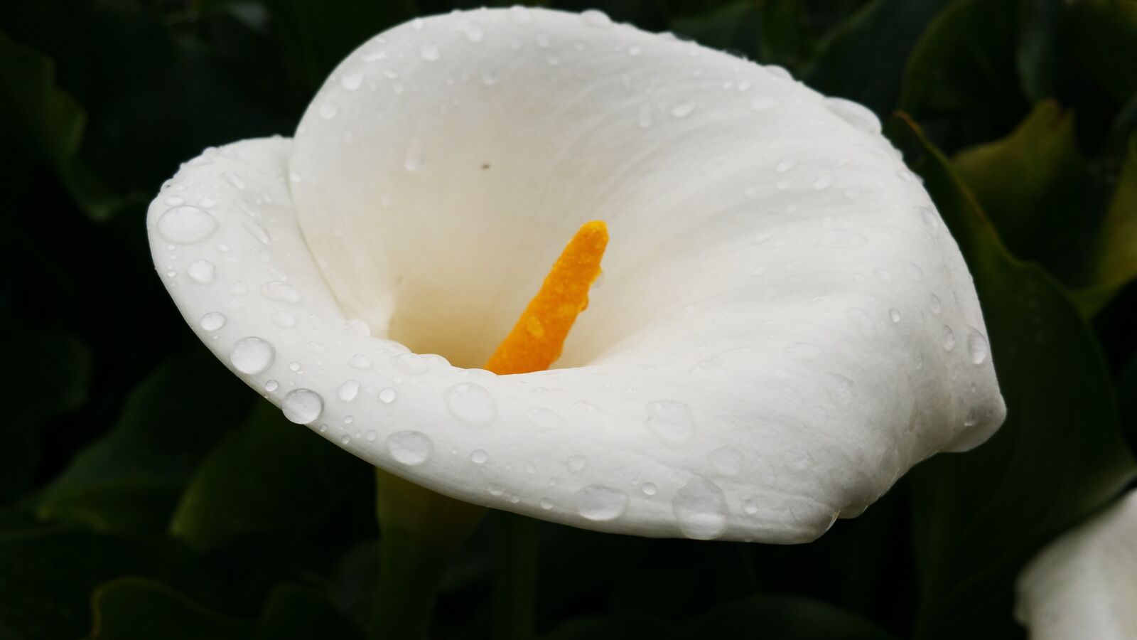 Samsung Galaxy Note4 sample photo. Flower, white, nature photography