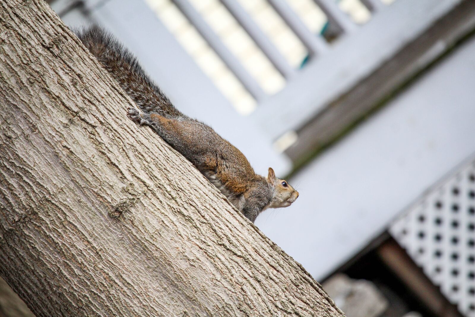 Canon EOS 700D (EOS Rebel T5i / EOS Kiss X7i) sample photo. Wood, squirrel, tree photography