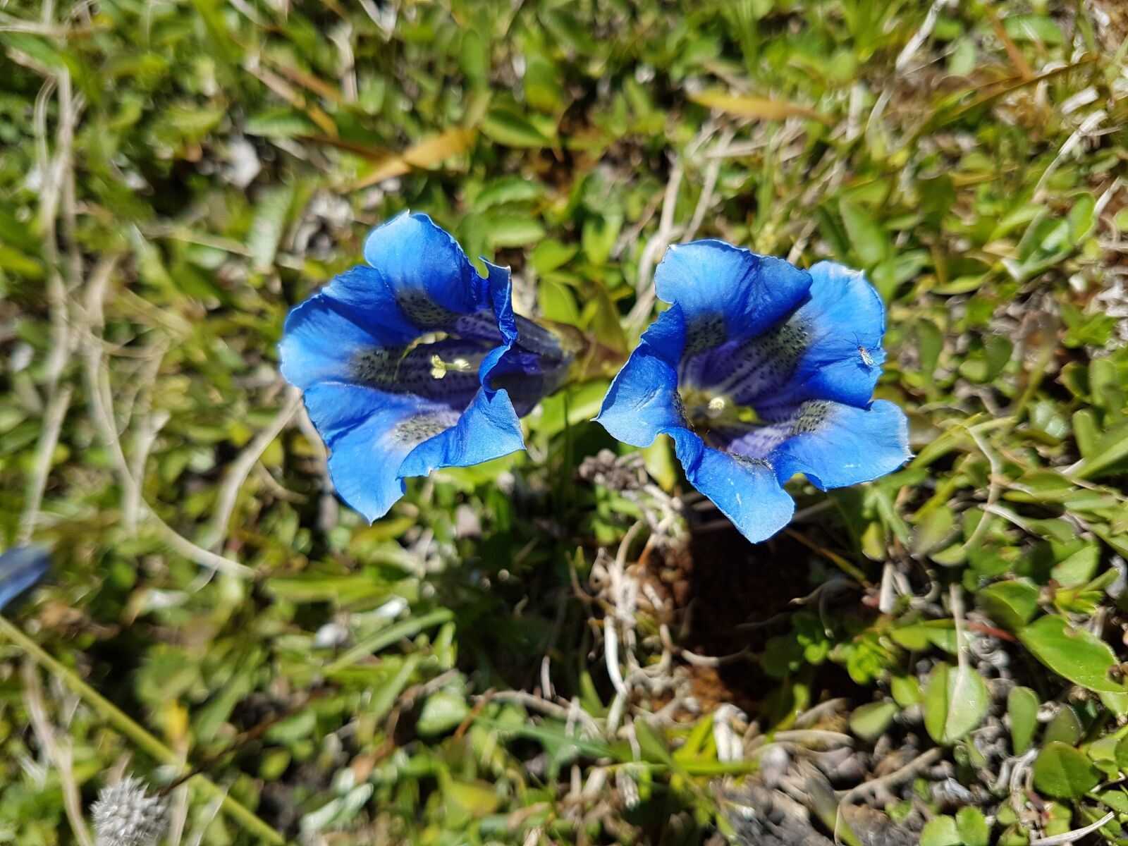 Samsung Galaxy S7 Edge sample photo. Austria, blue gentian, gentian photography