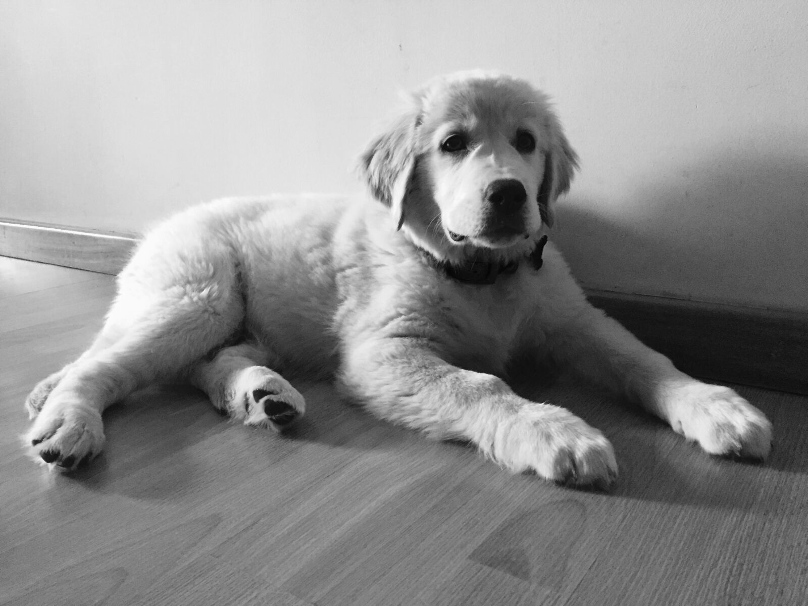 Apple iPhone 6 sample photo. Cute, dog, eyes, closed photography