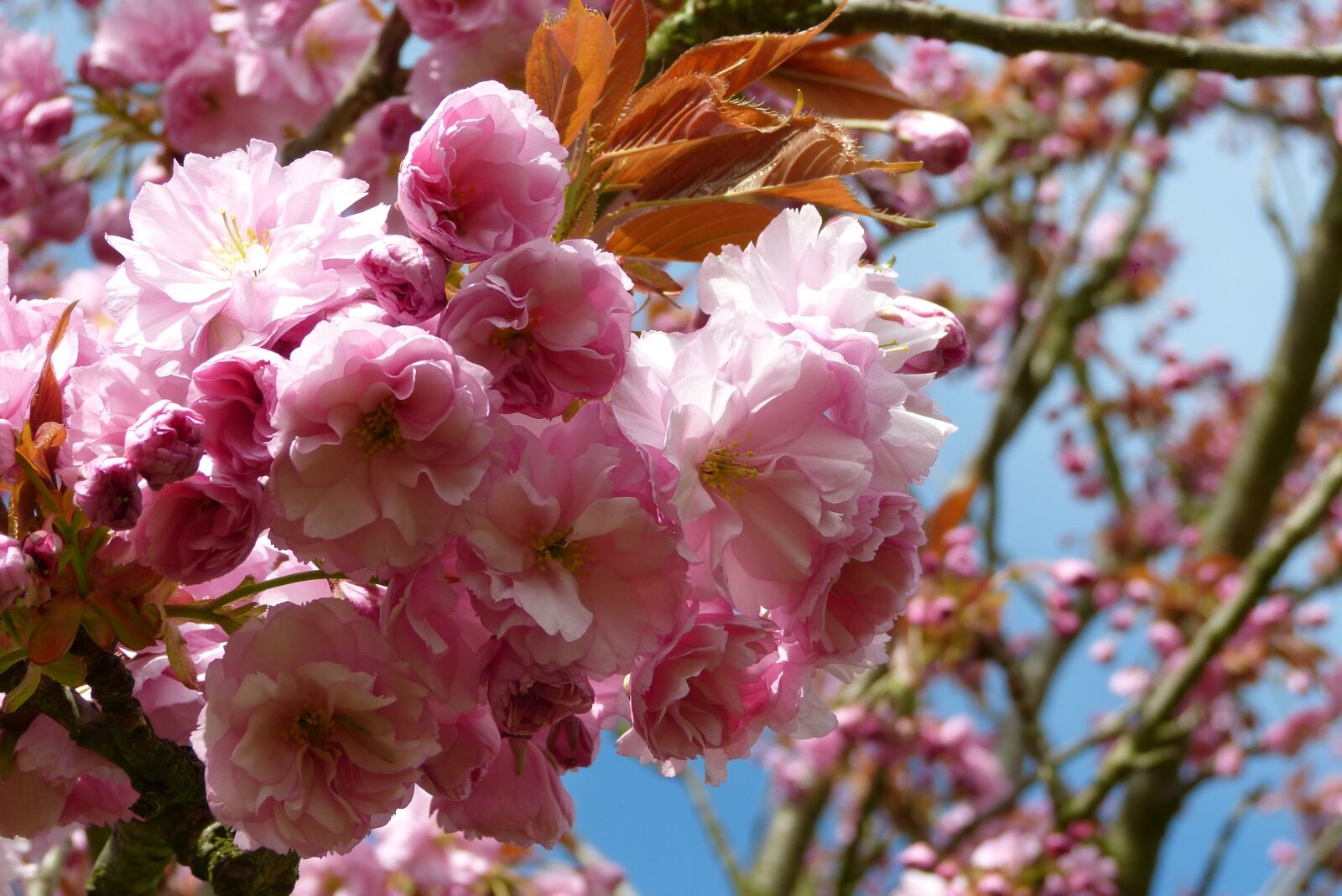 Panasonic Lumix DMC-FZ150 sample photo. Berlin, teltow, cherry blossom photography