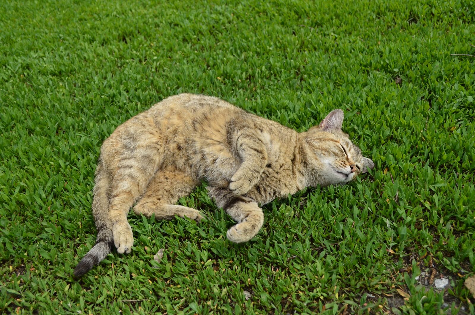 Nikon D5100 sample photo. Cat, cat on the photography