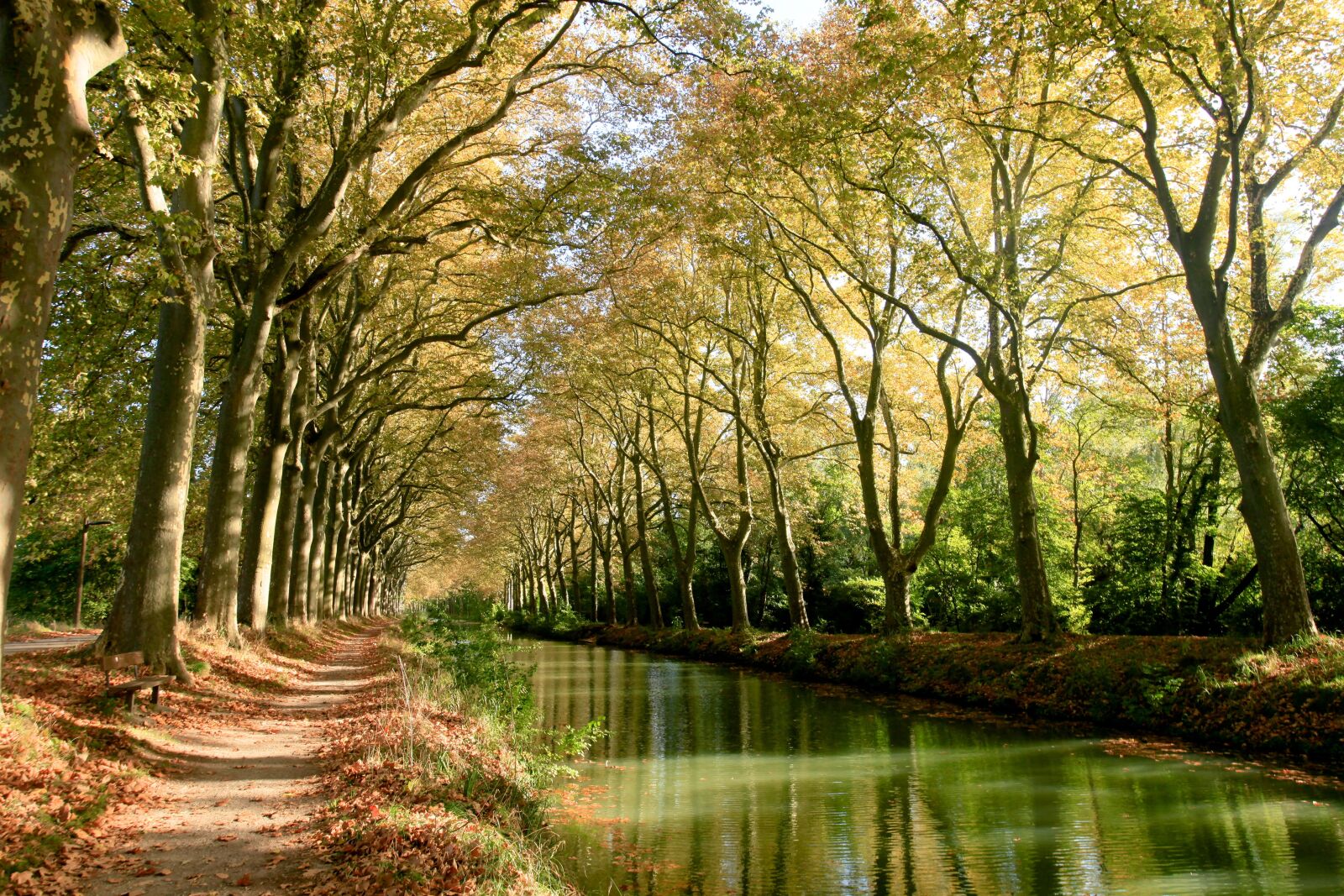 Canon EOS 5D Mark II sample photo. Canaldumidi, toulouse, trees photography