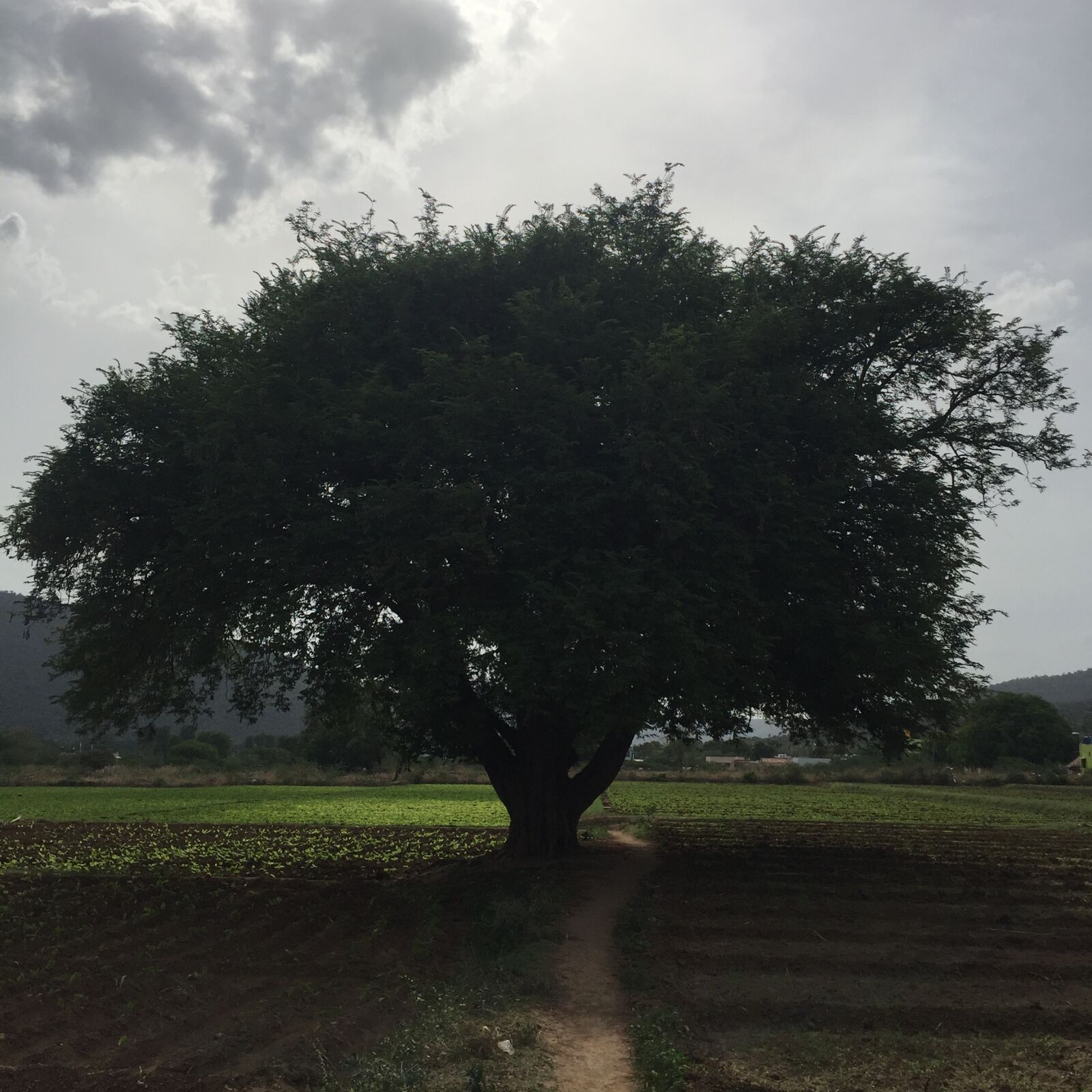 Apple iPhone 6 sample photo