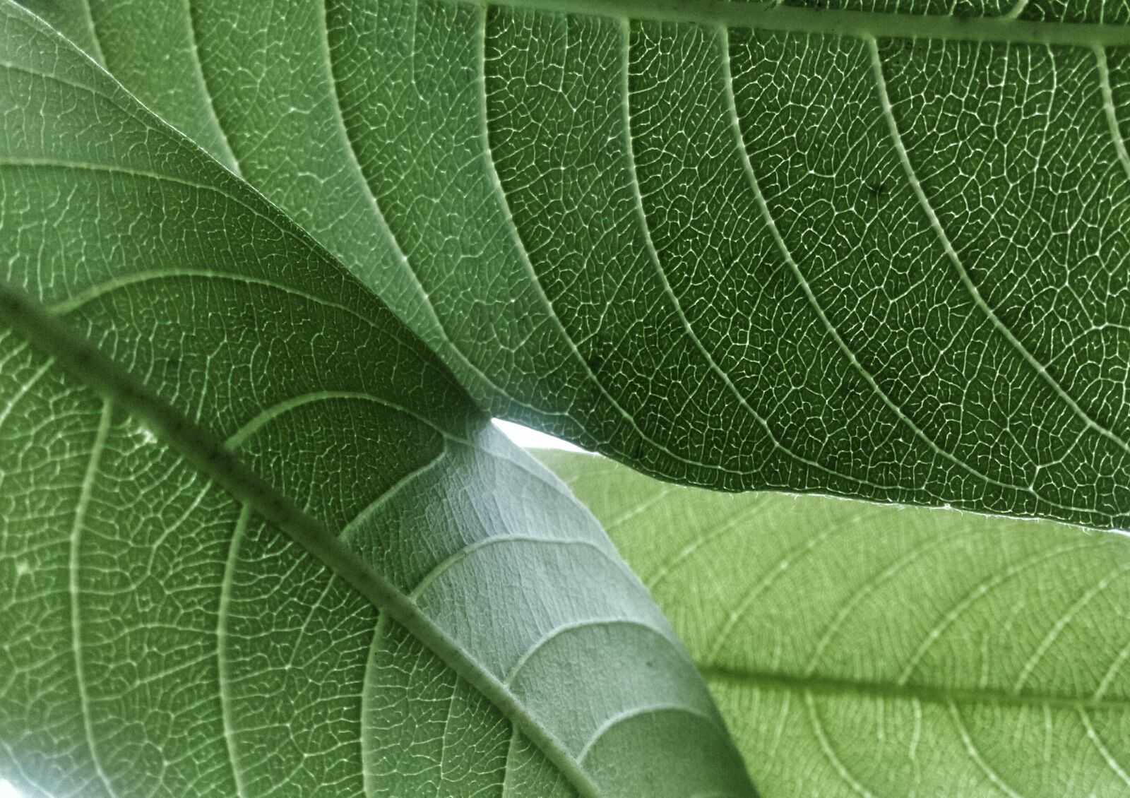 HTC Desire 816 dual sim sample photo. Leaf, macro, rain photography