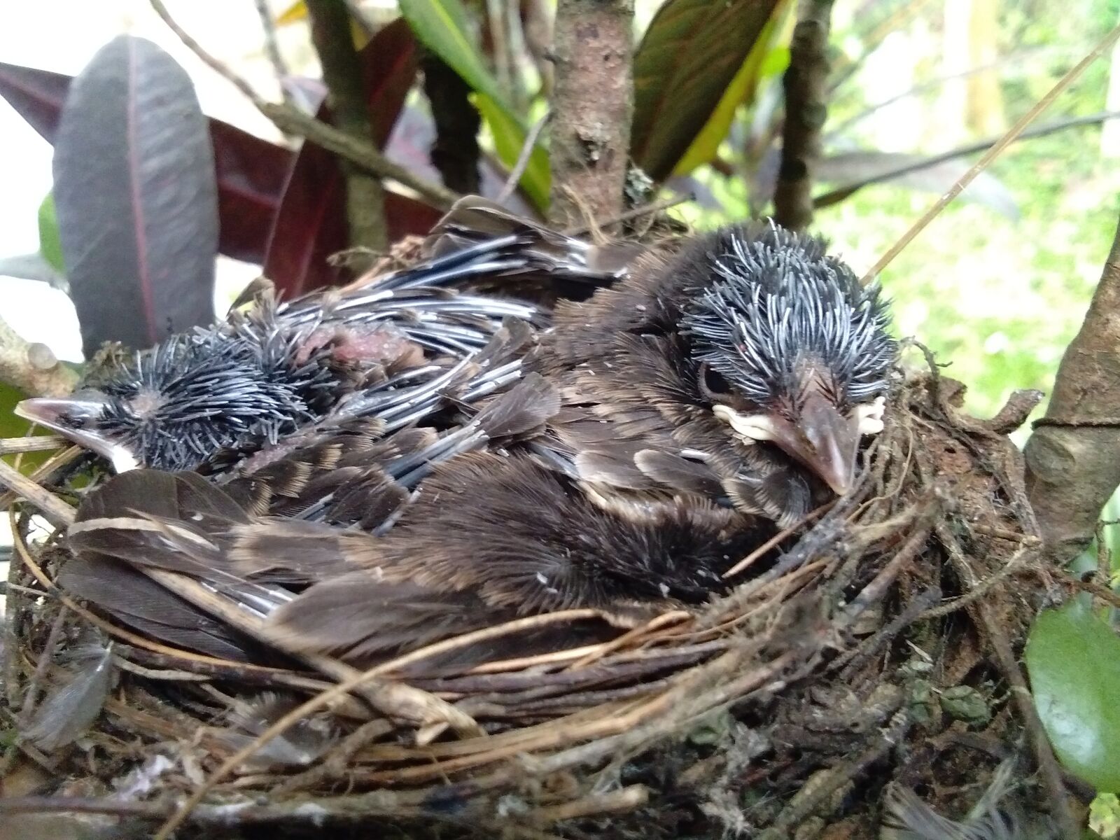 vivo Y53 sample photo. Bird, animal, nest photography