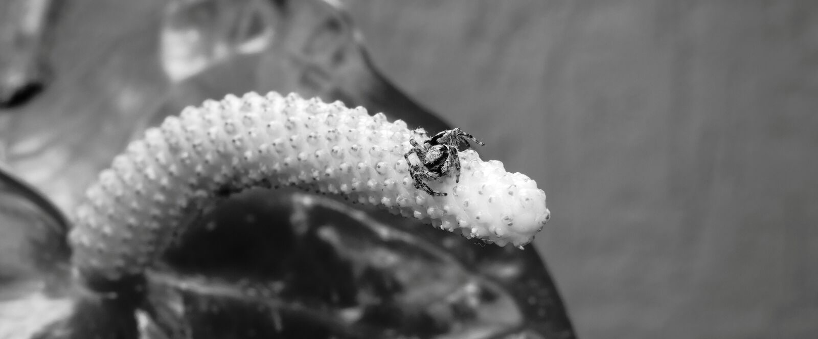 Nikon Coolpix B700 sample photo. Black and white, insect photography