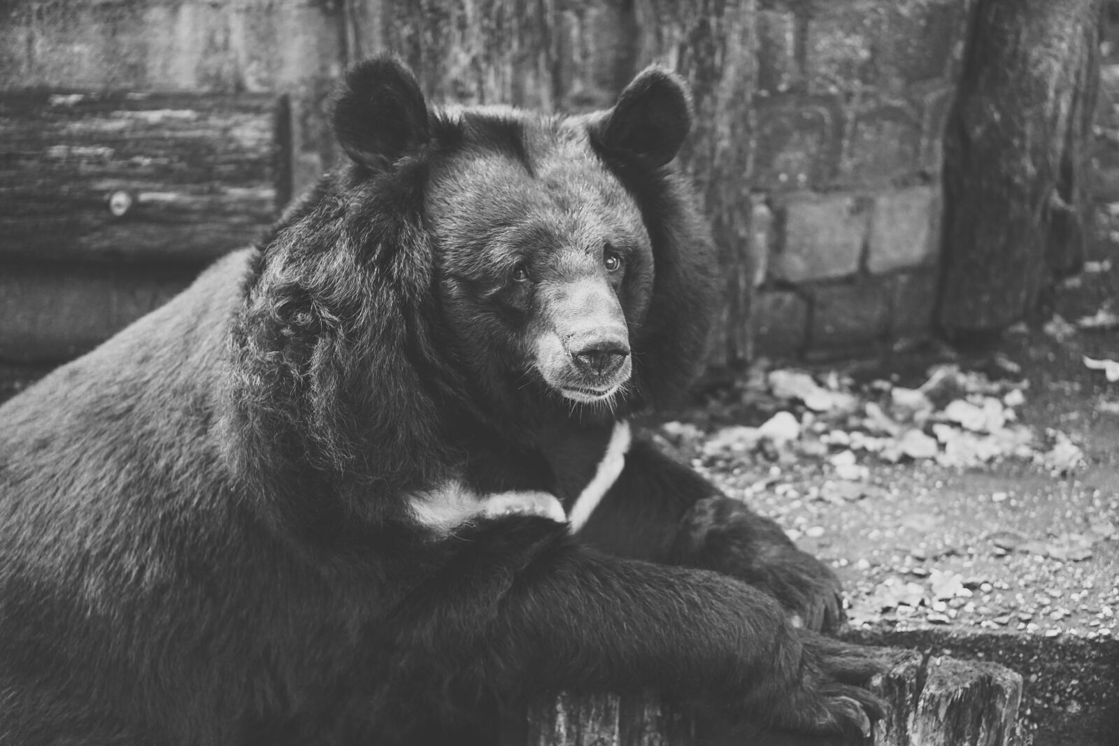 E 50mm F1.8 OSS sample photo. Bear, captivity, black and photography