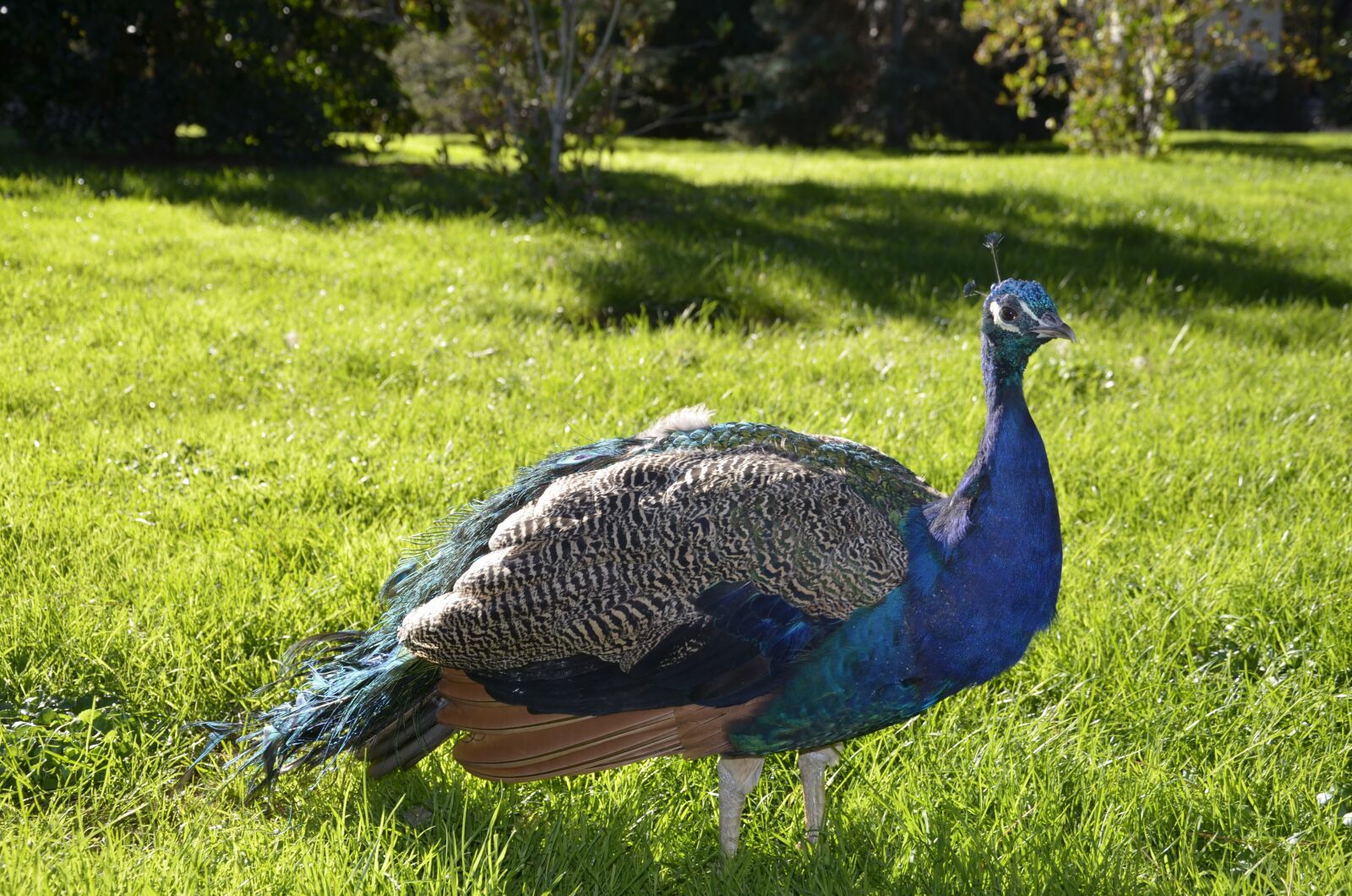 Nikon D5100 sample photo. Turkey, animal, peacock photography