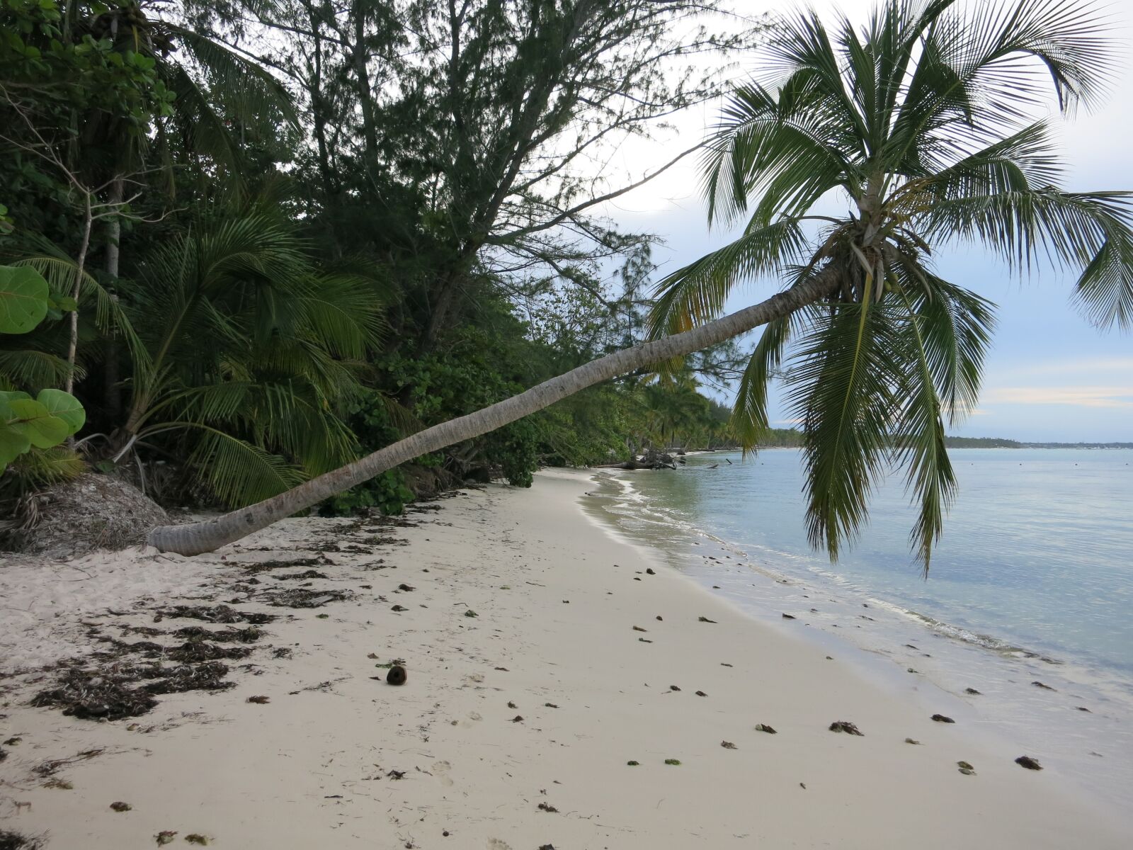 Canon PowerShot S110 sample photo. Beach, leaning palm, caribbean photography