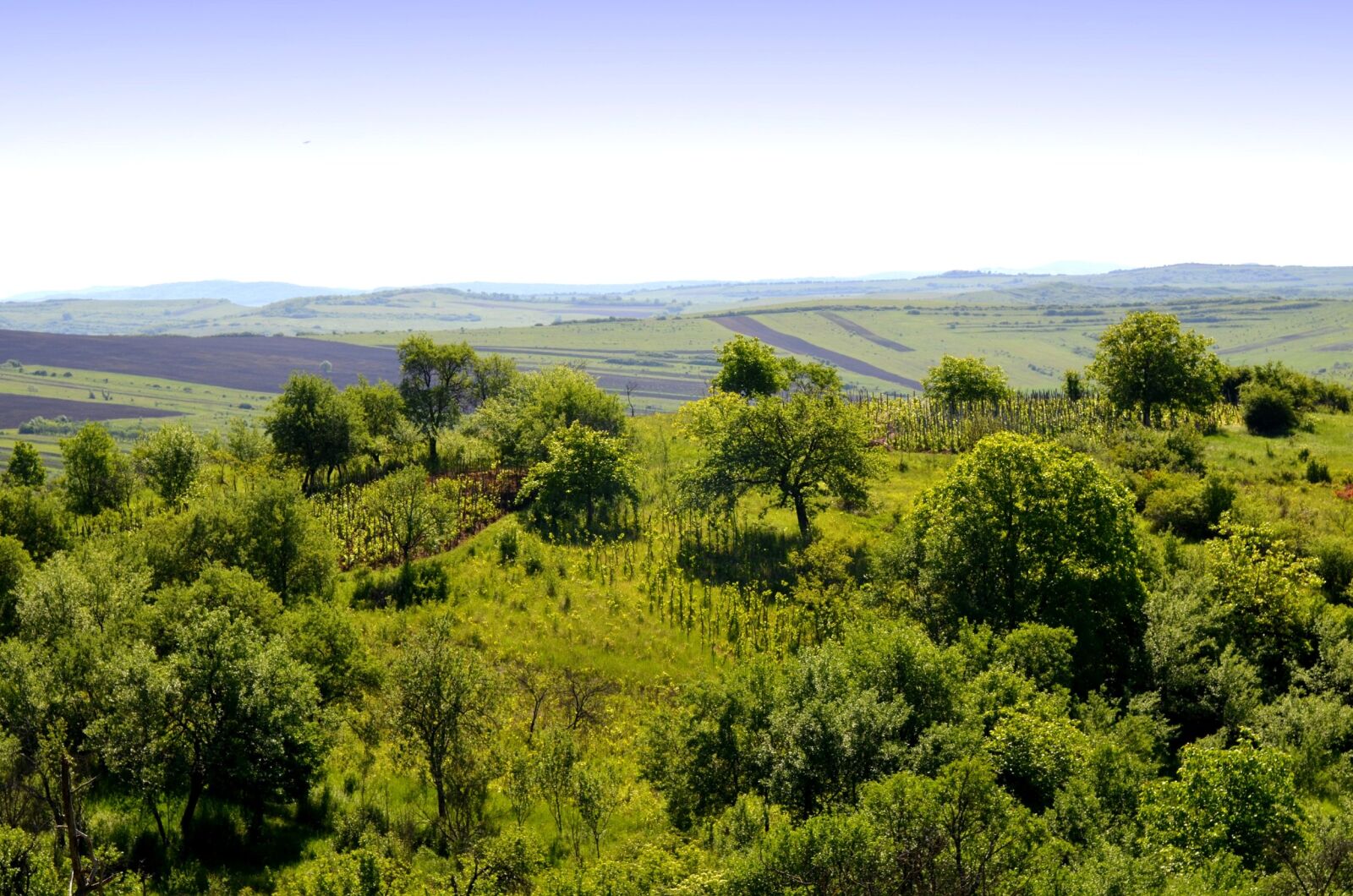 Nikon D5100 sample photo. Nature, field, distance photography