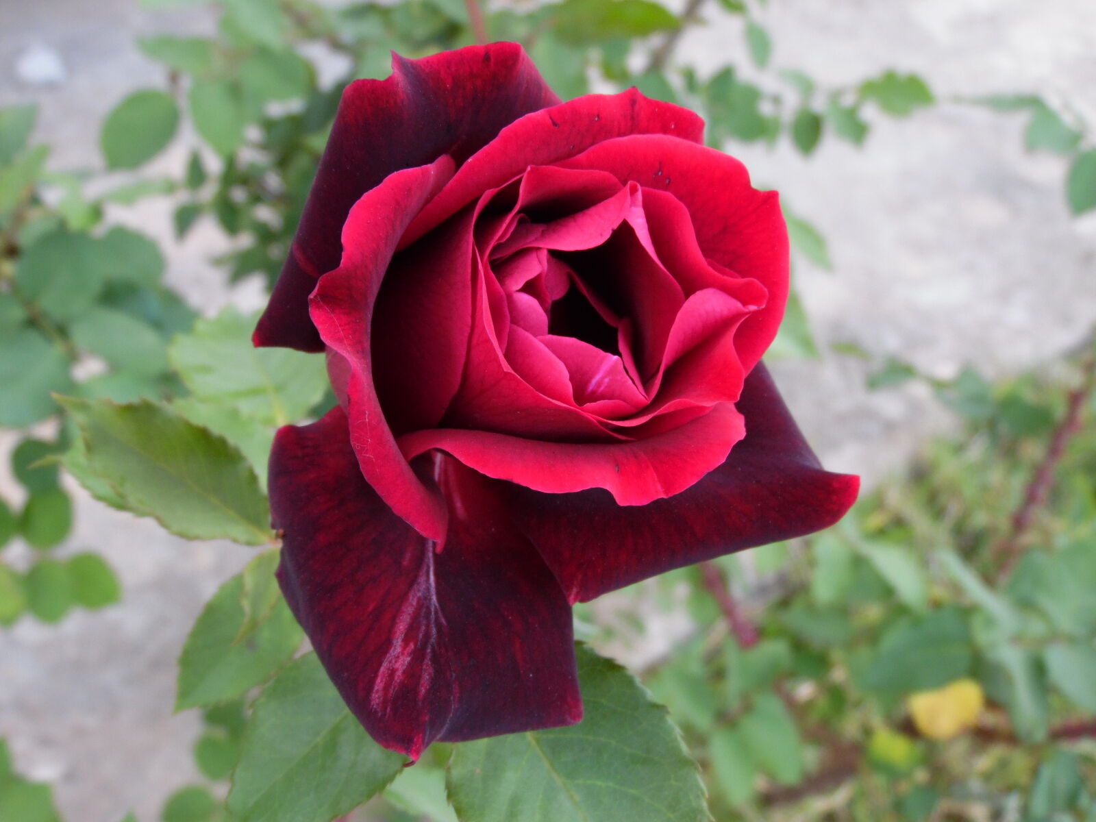 Samsung WB1100F/WB1101F/WB1102F sample photo